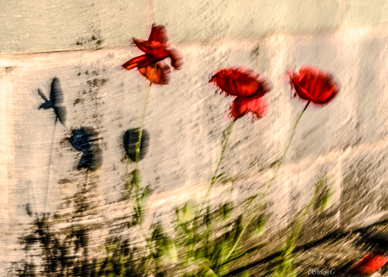 __pennellate di vento__