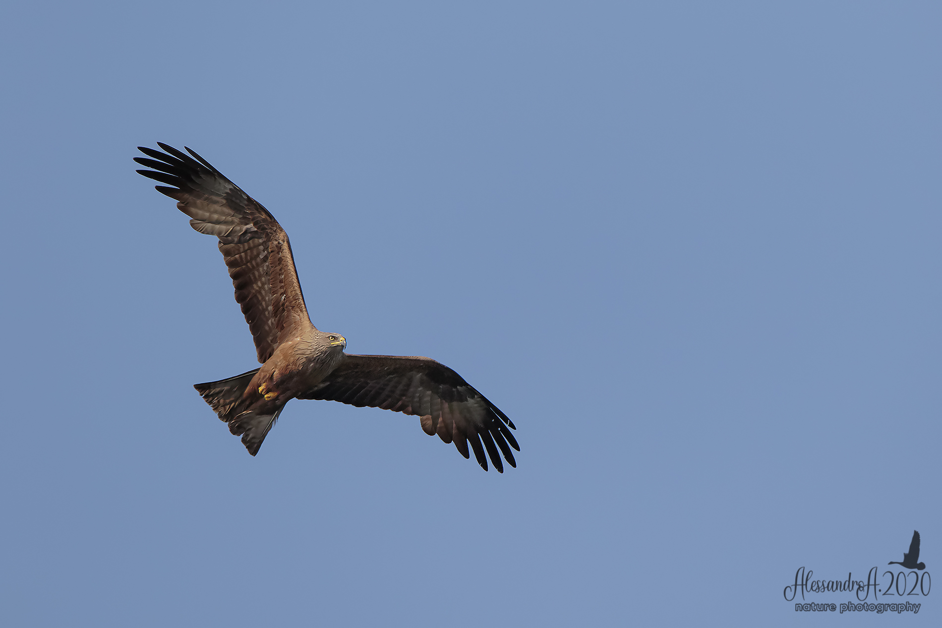 Brown kite
