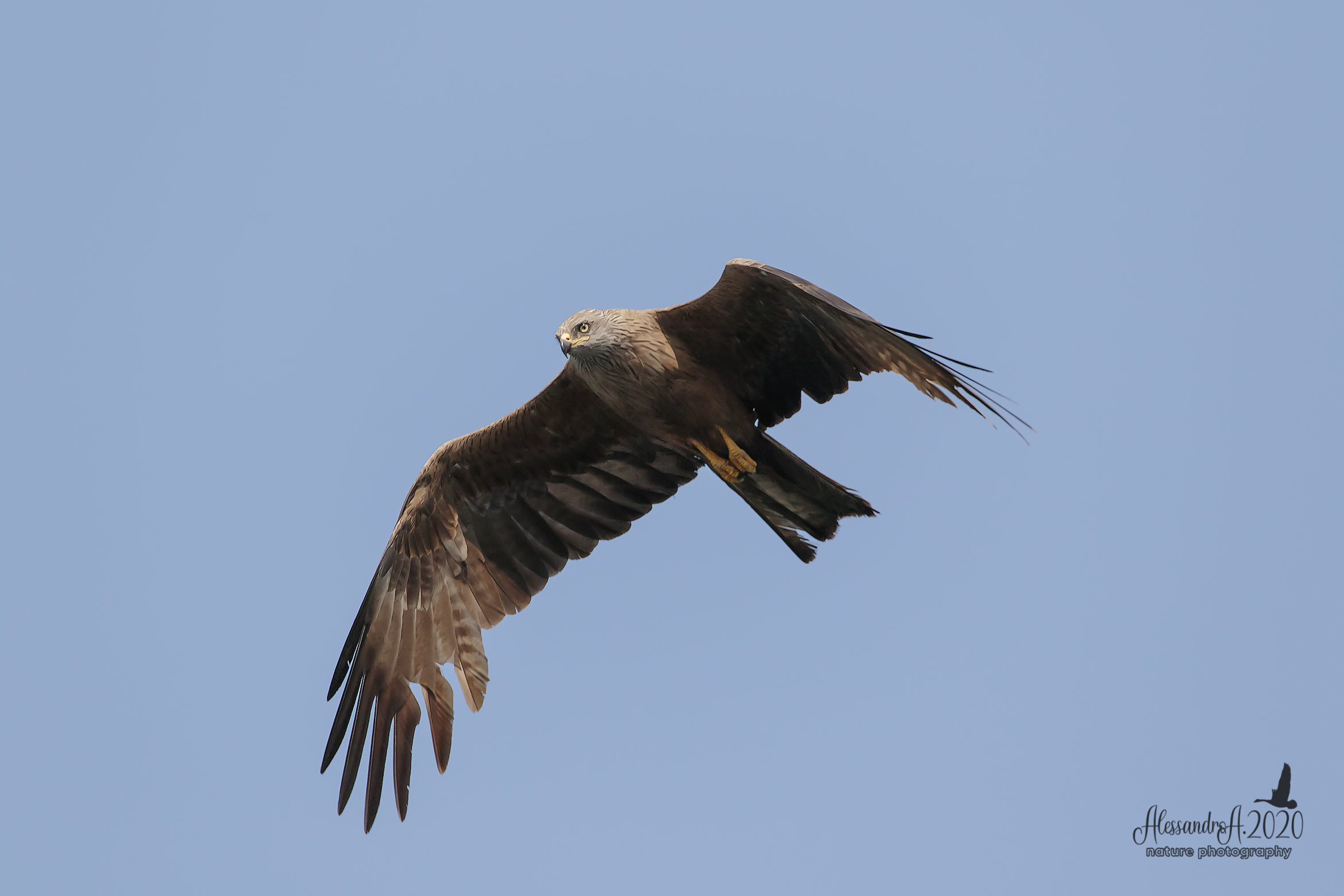 Brown kite