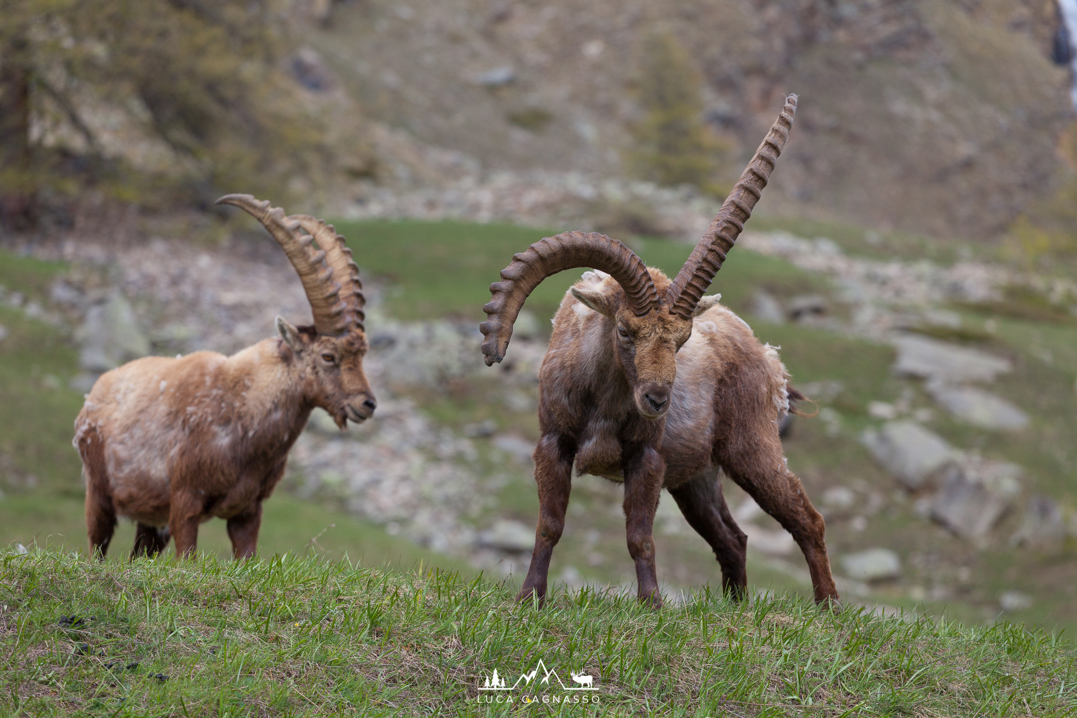 Stambecchi 03