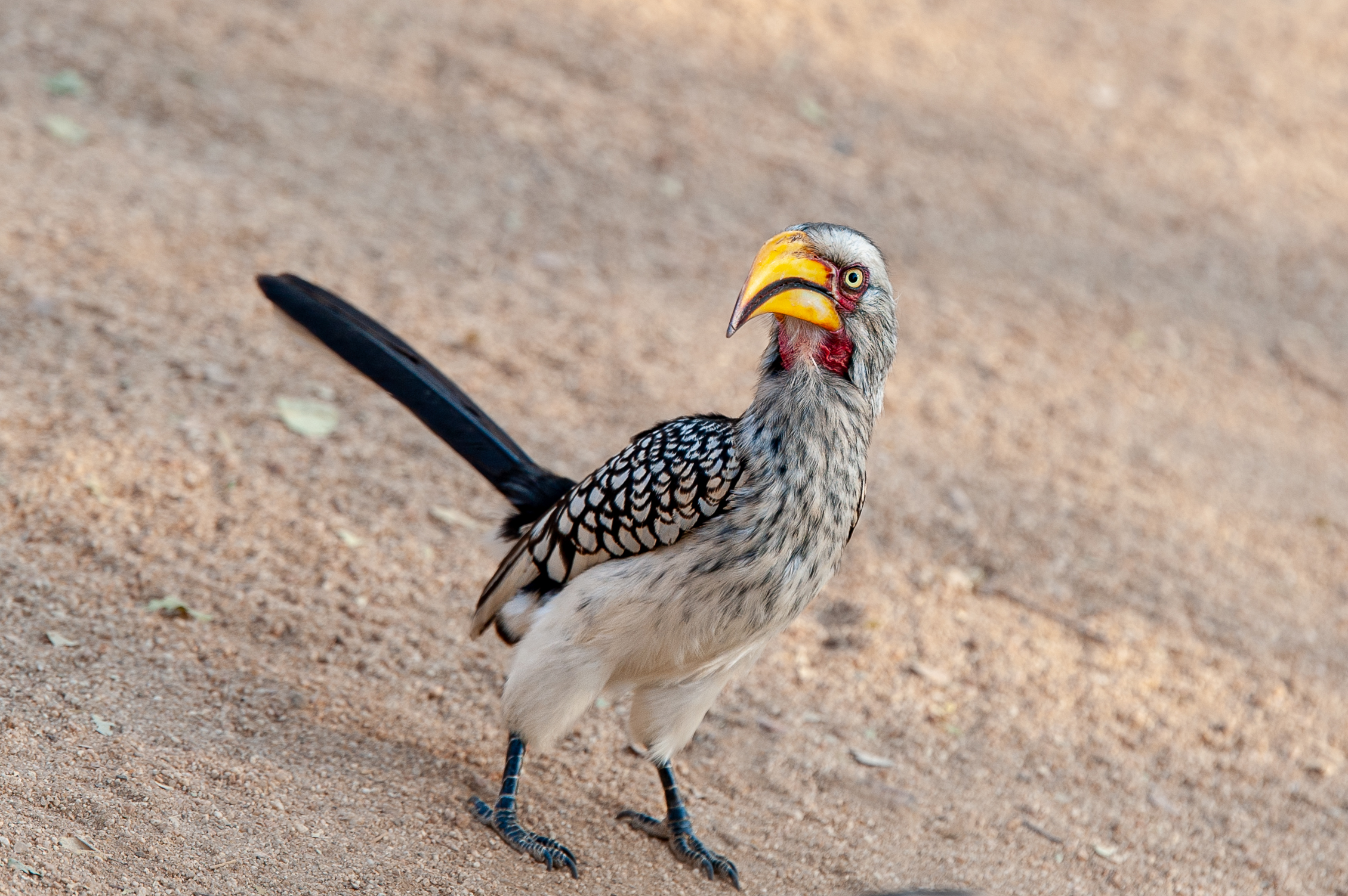 Ciao sono Zazu, il maggiordomo del Re