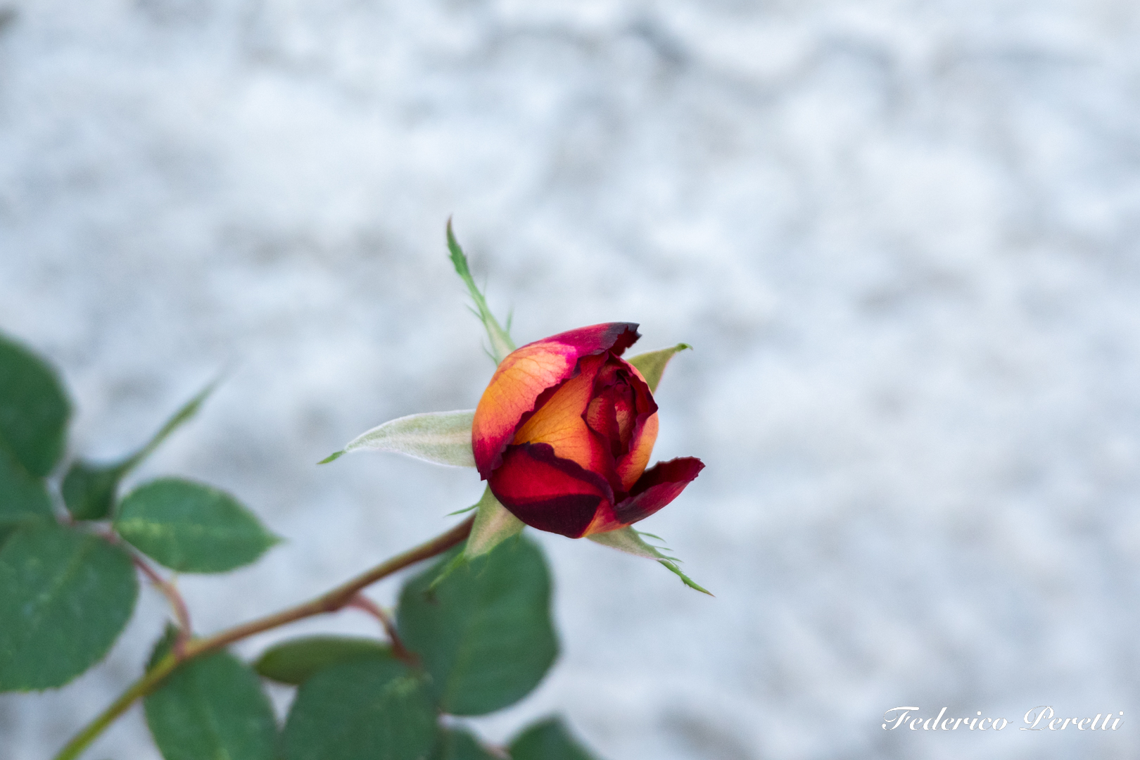 Rose bud