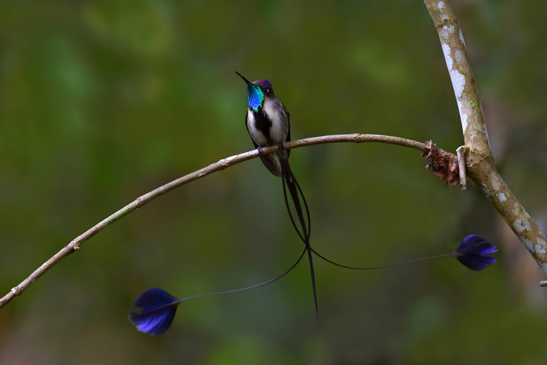 Marvelous Spatuletail Hummingbird