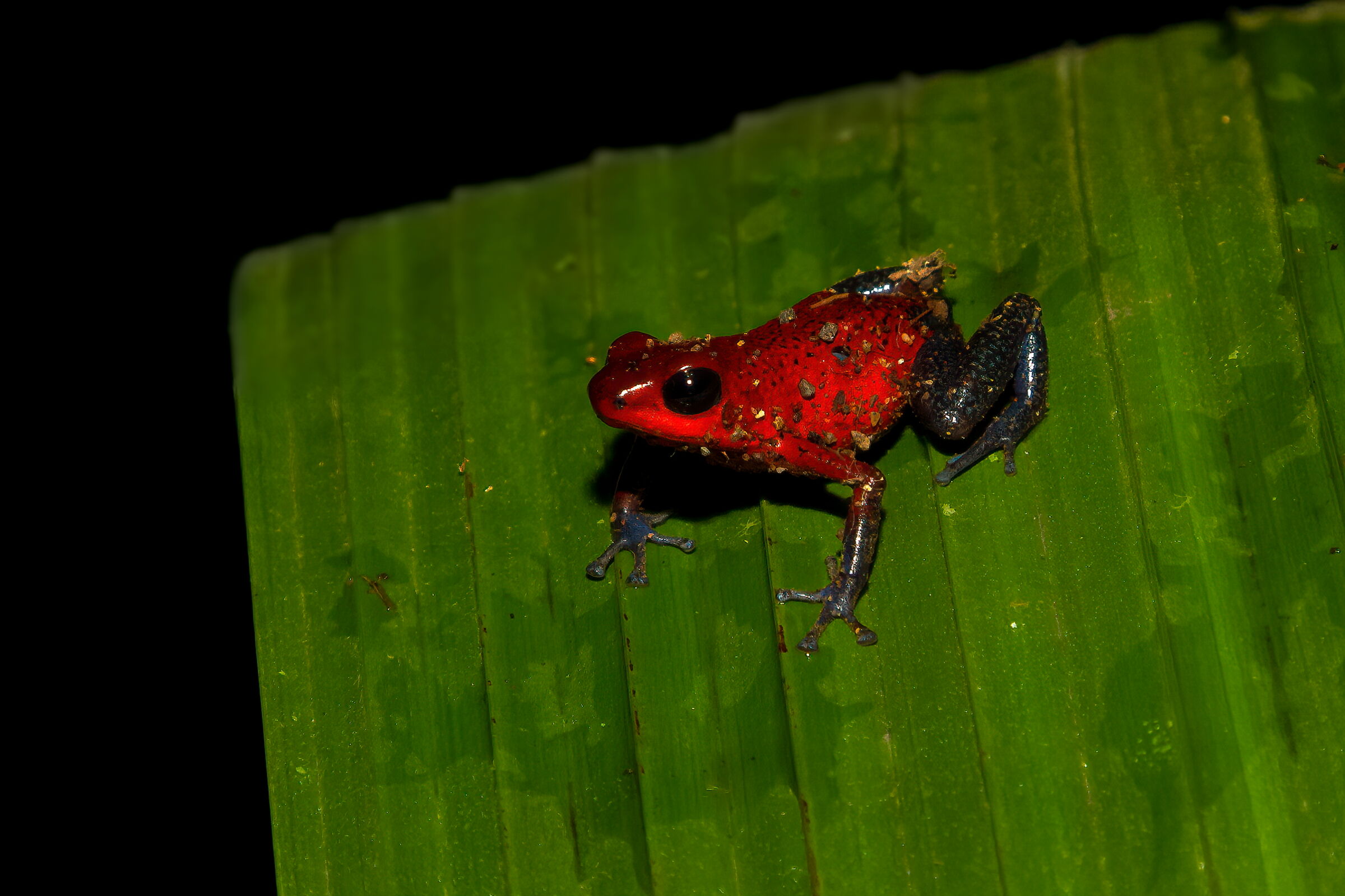 protagonismo da modella
