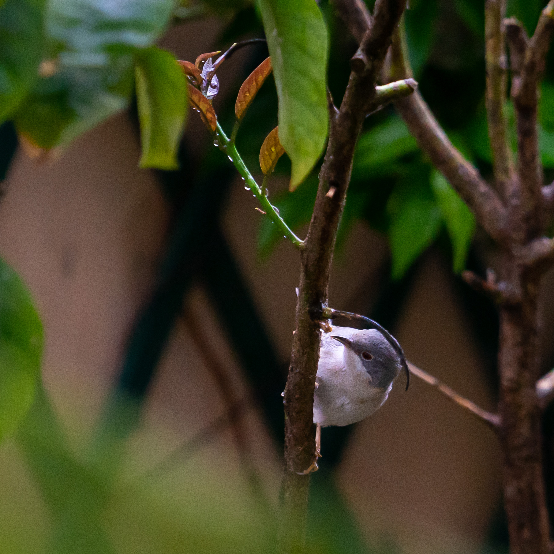 Bird in my garden
