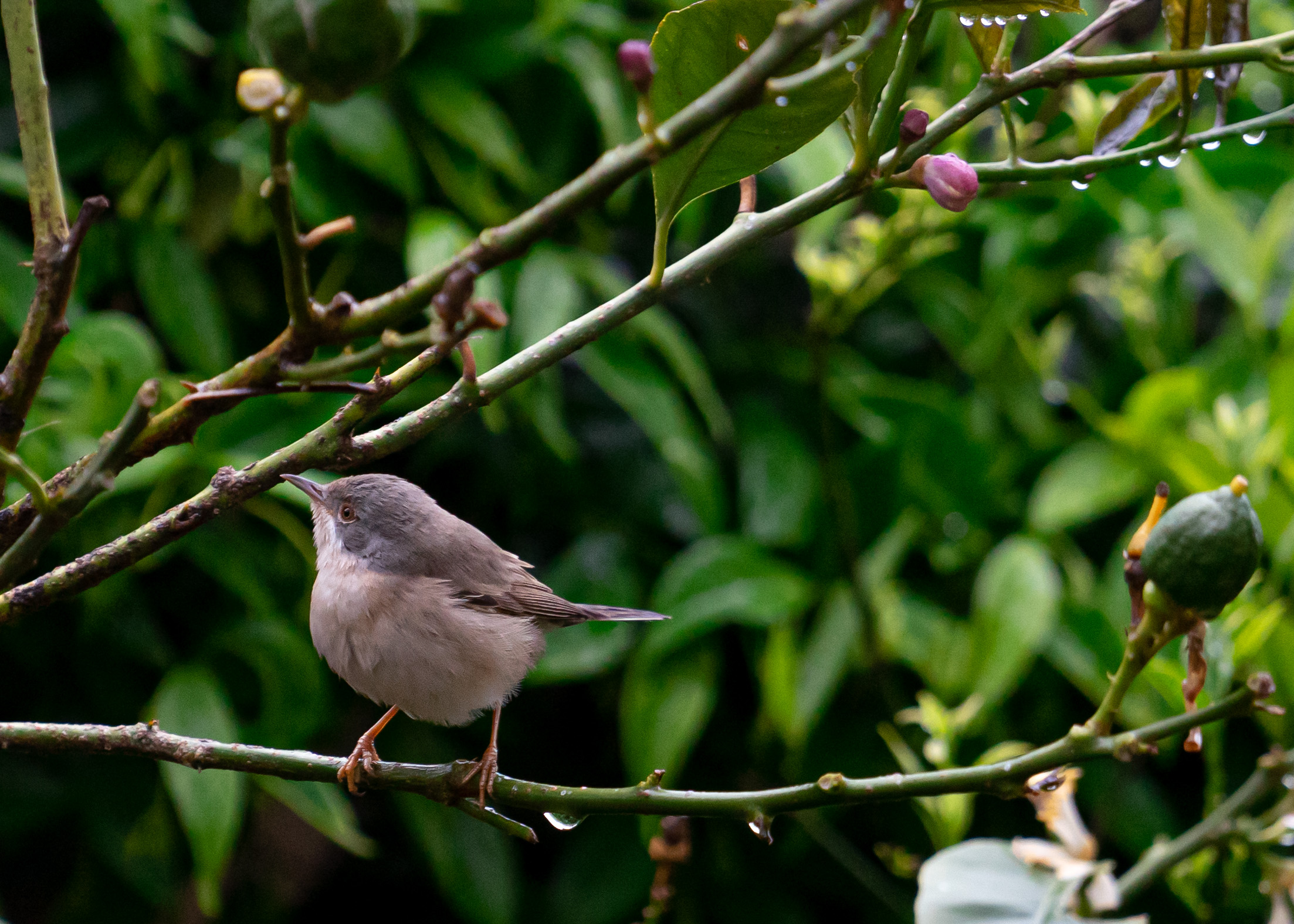Bird in my garden