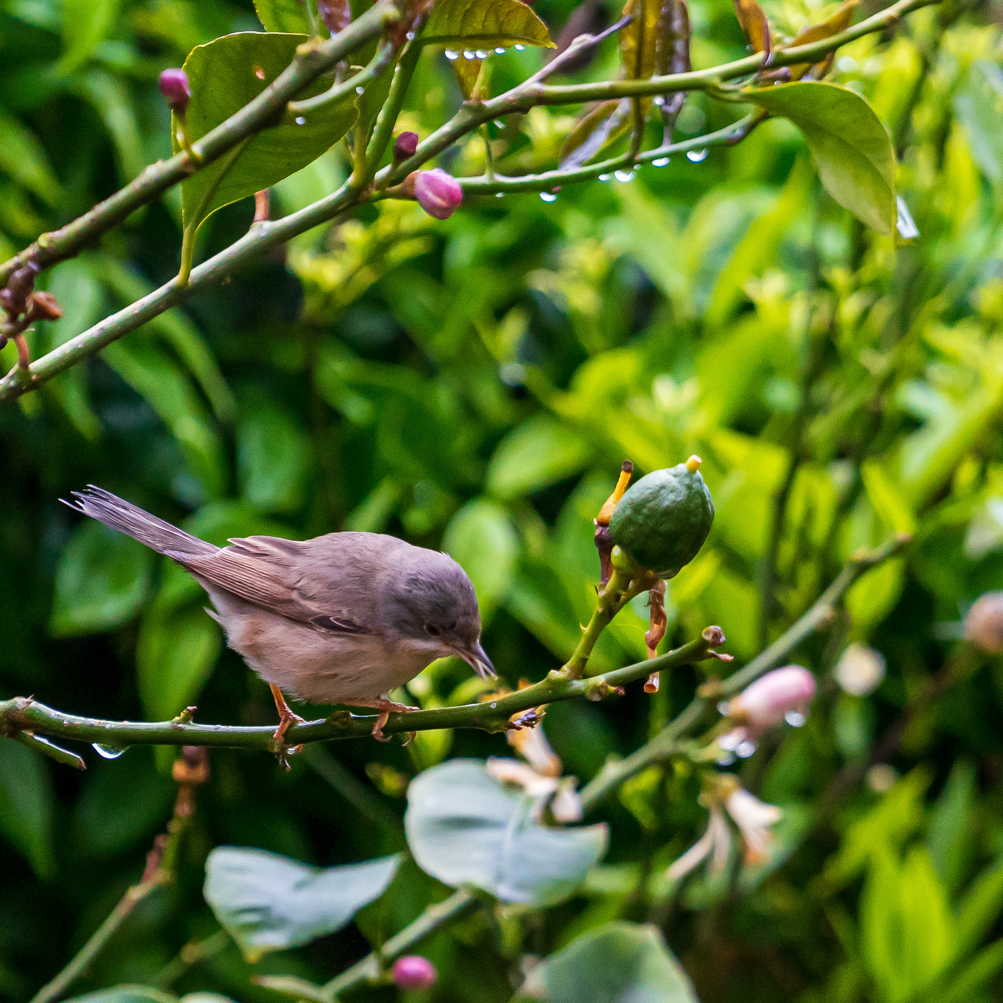 Bird in my garden