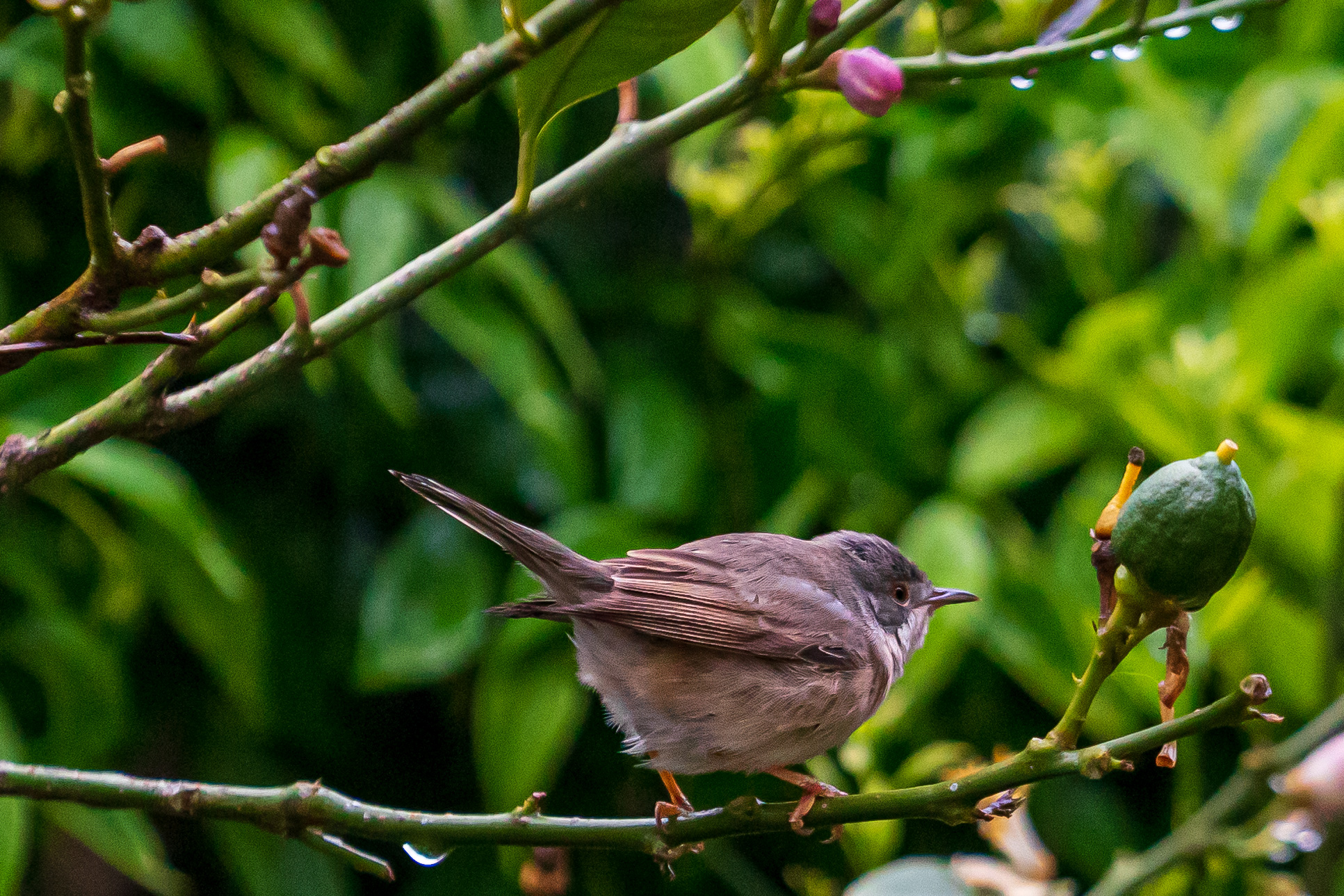 Bird in my garden