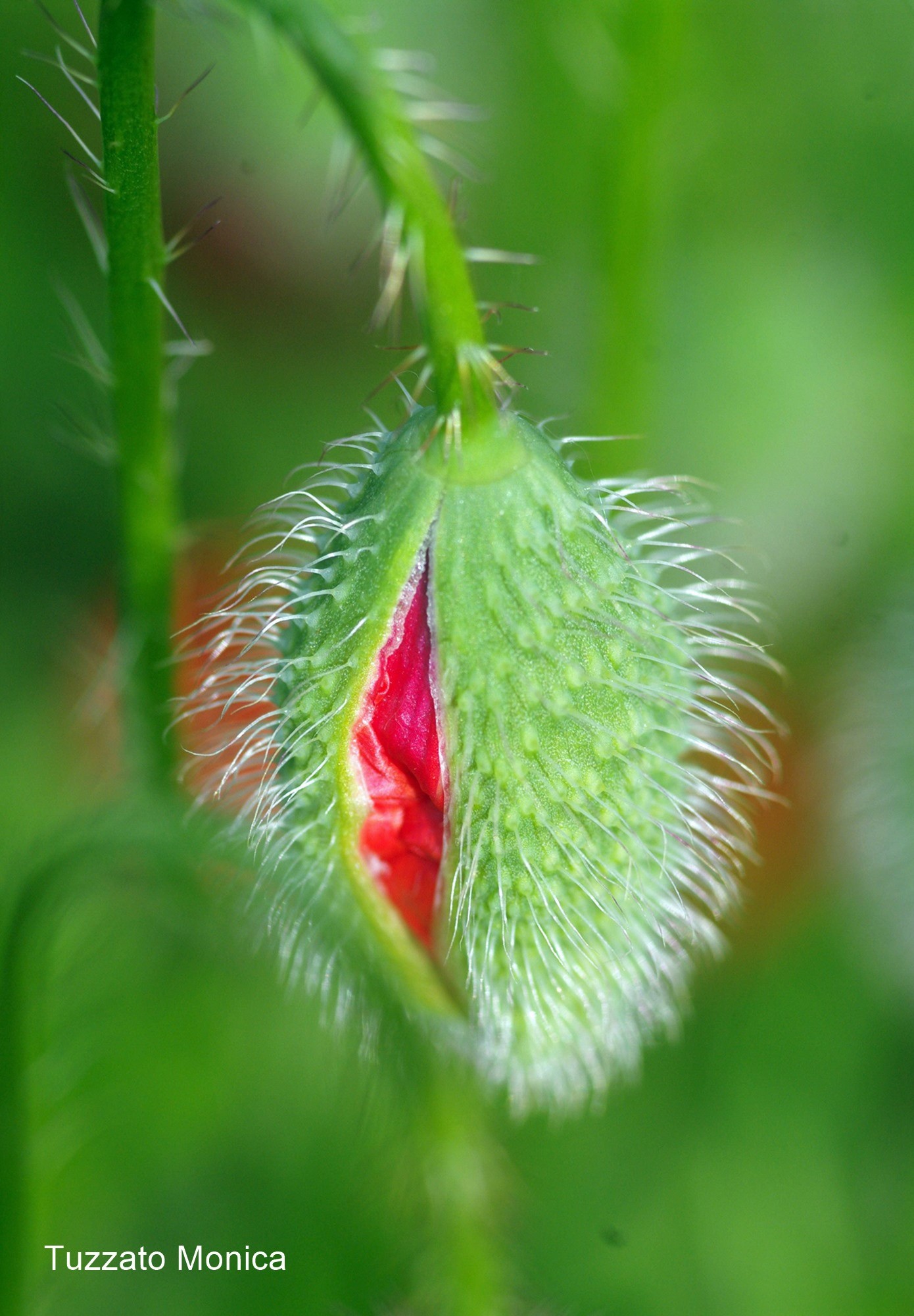 Poppy bud