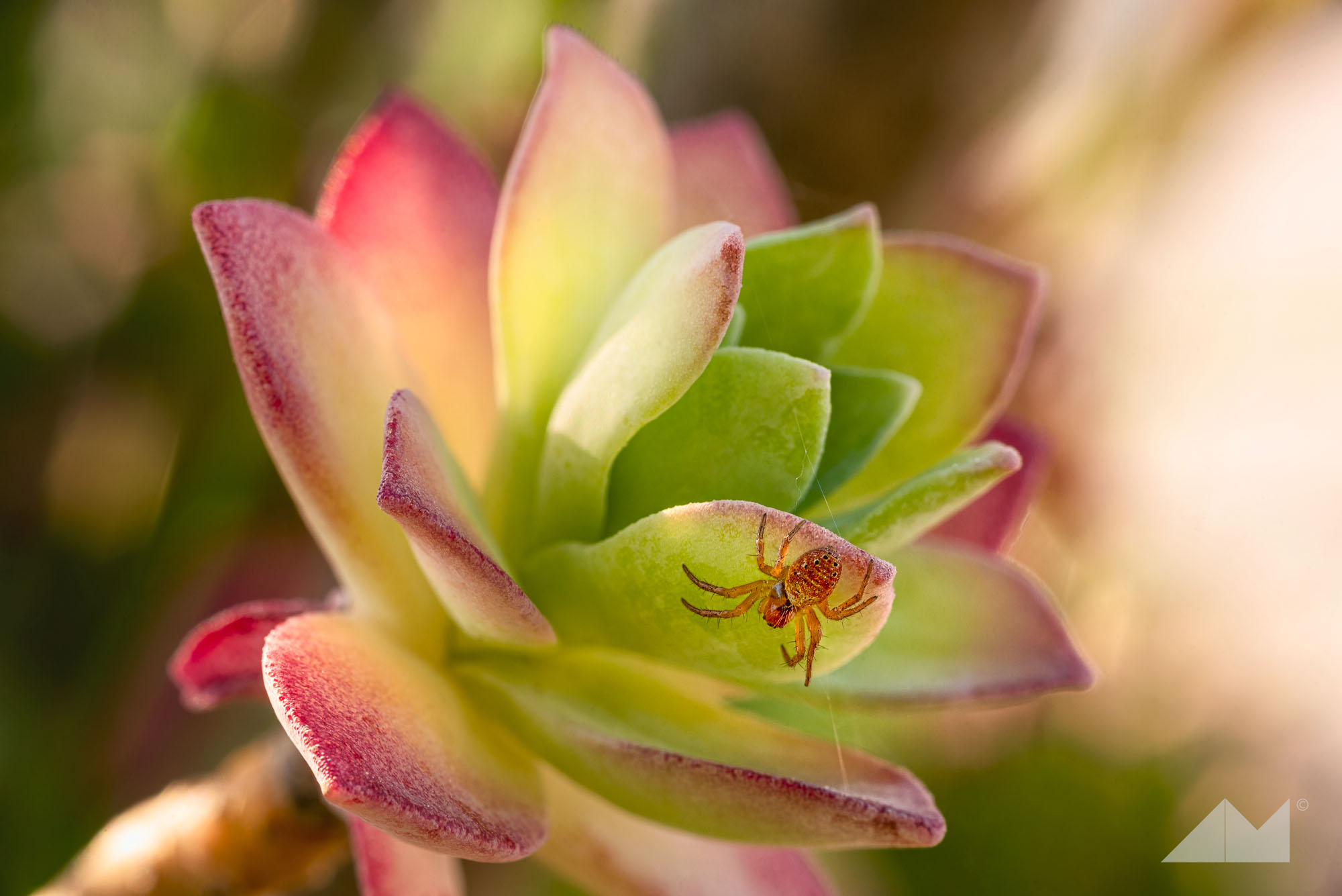 Succulent spider