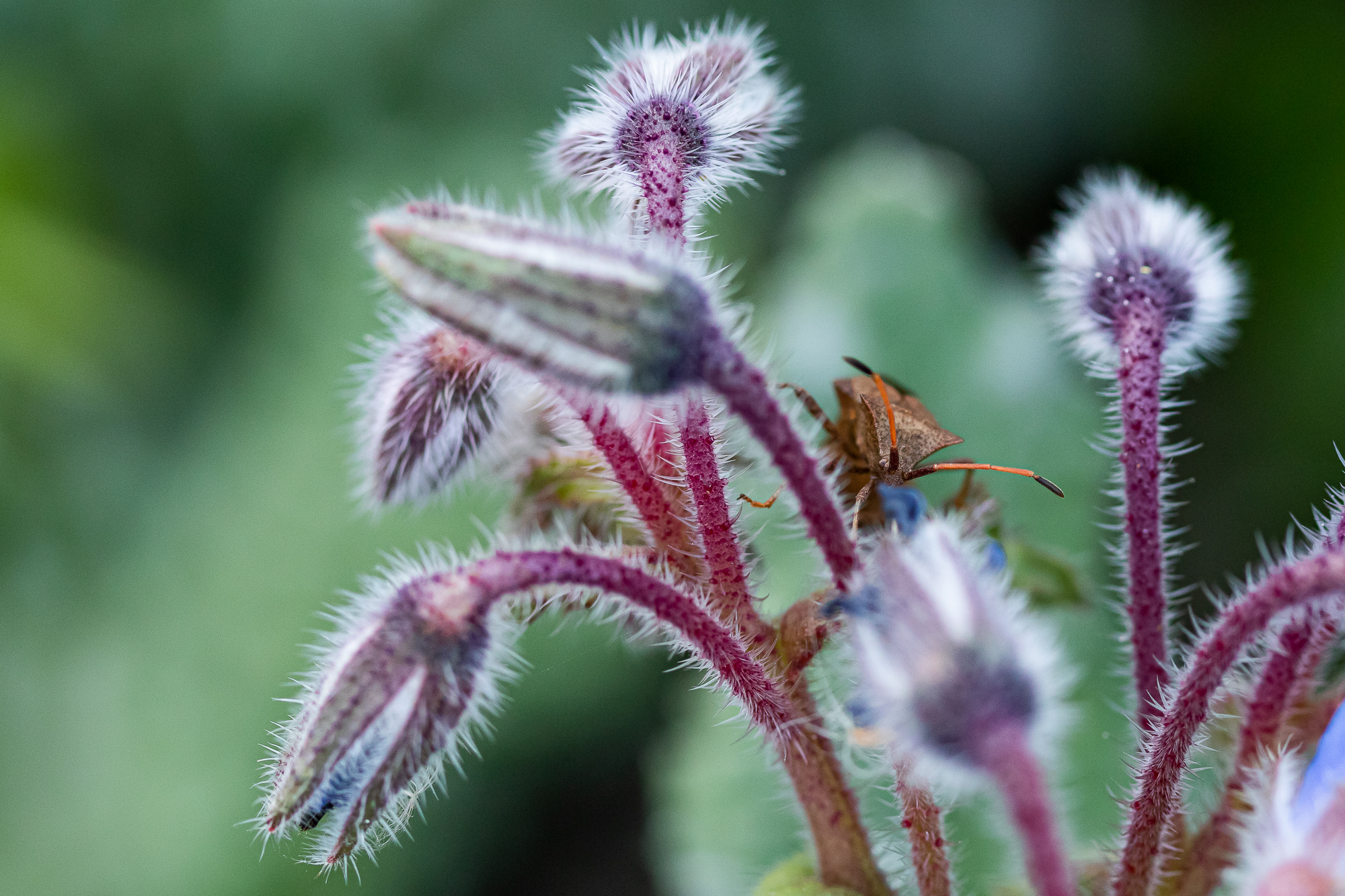 Borage with insect
