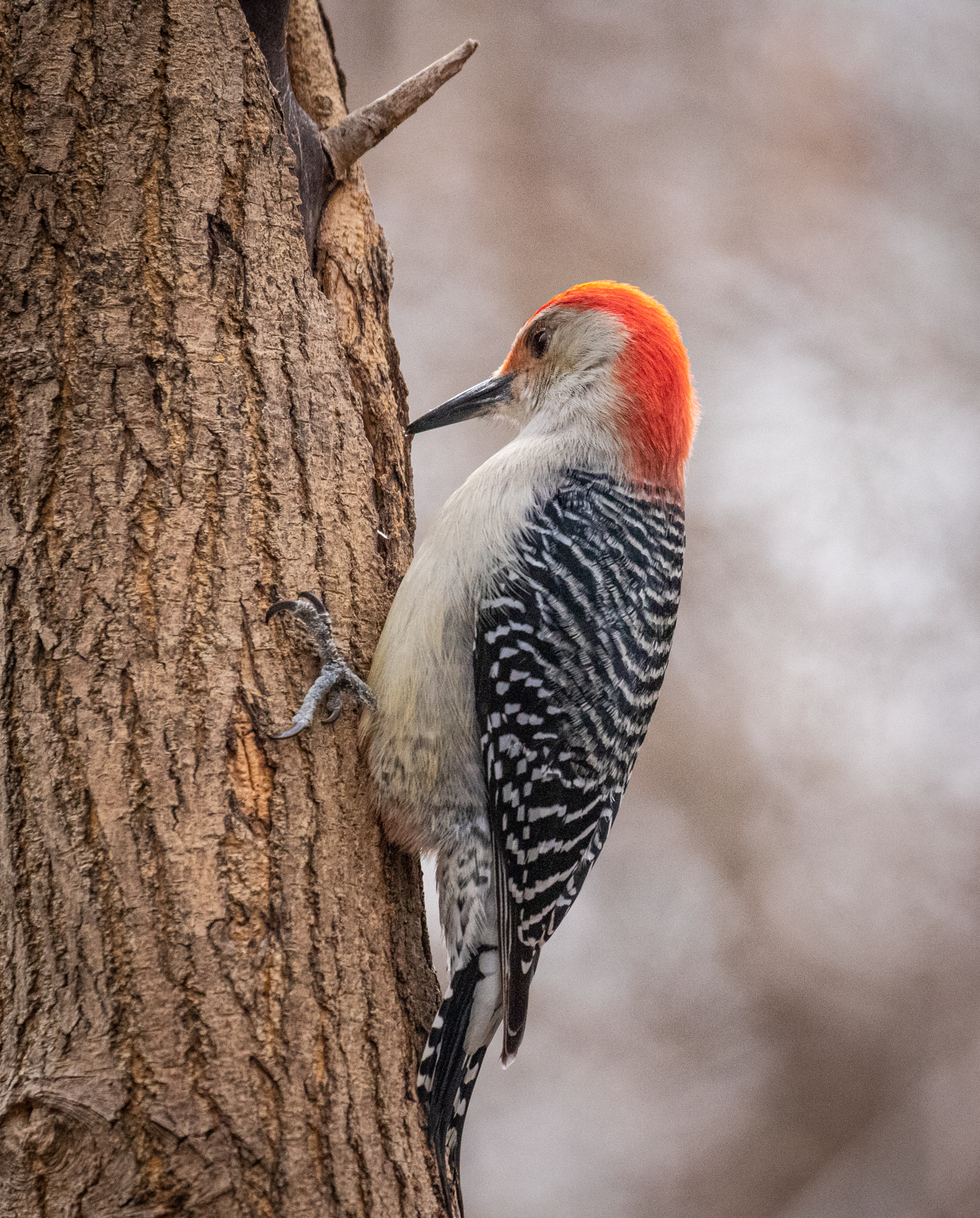Male Red Bellied Woodpecker