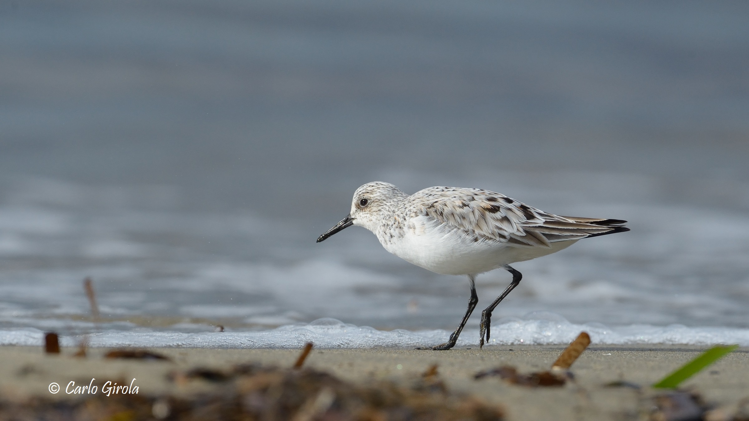 Piovanello tridattilo (Calidris alba)