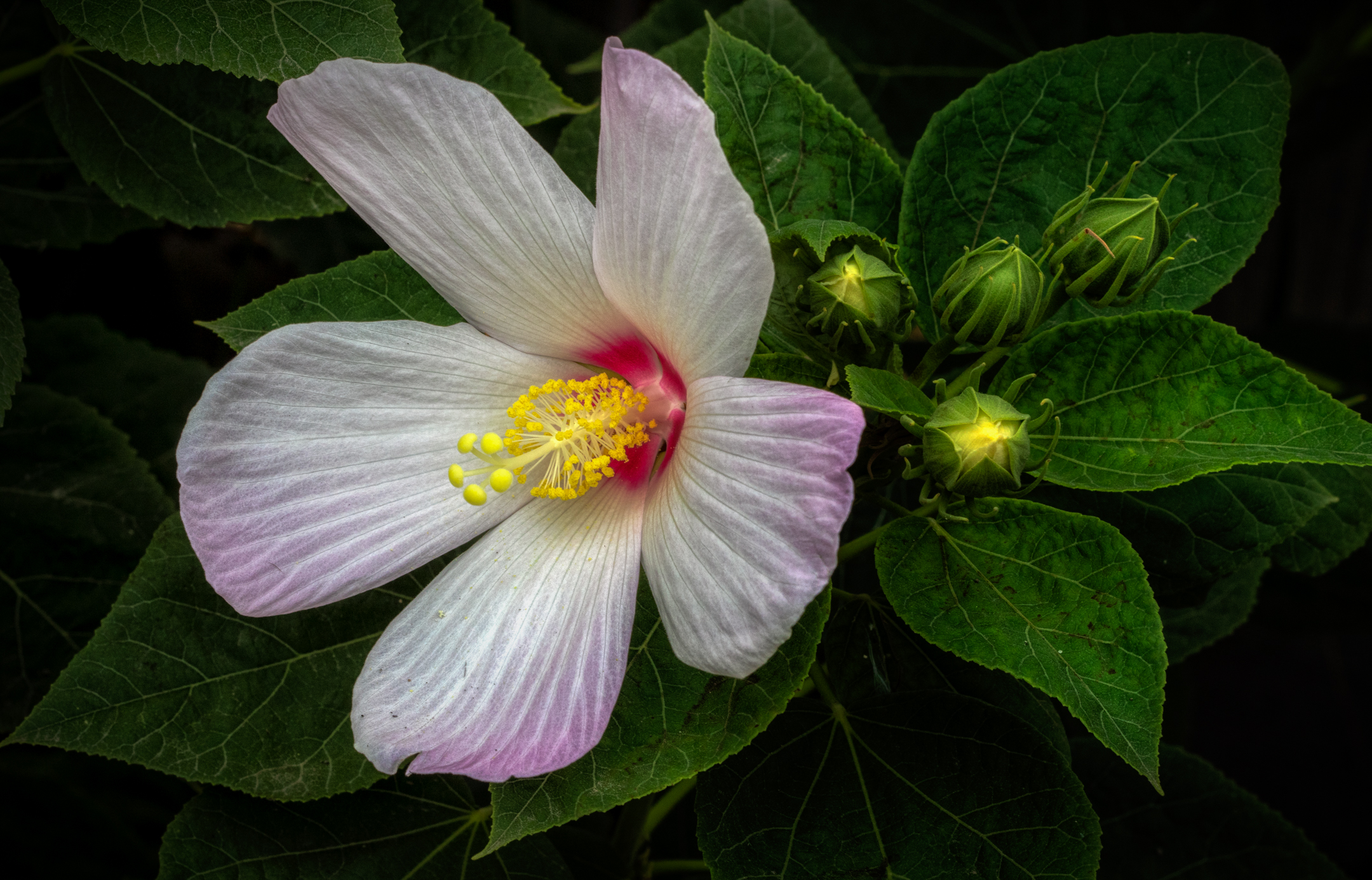 In cortile, "Hibiscus".