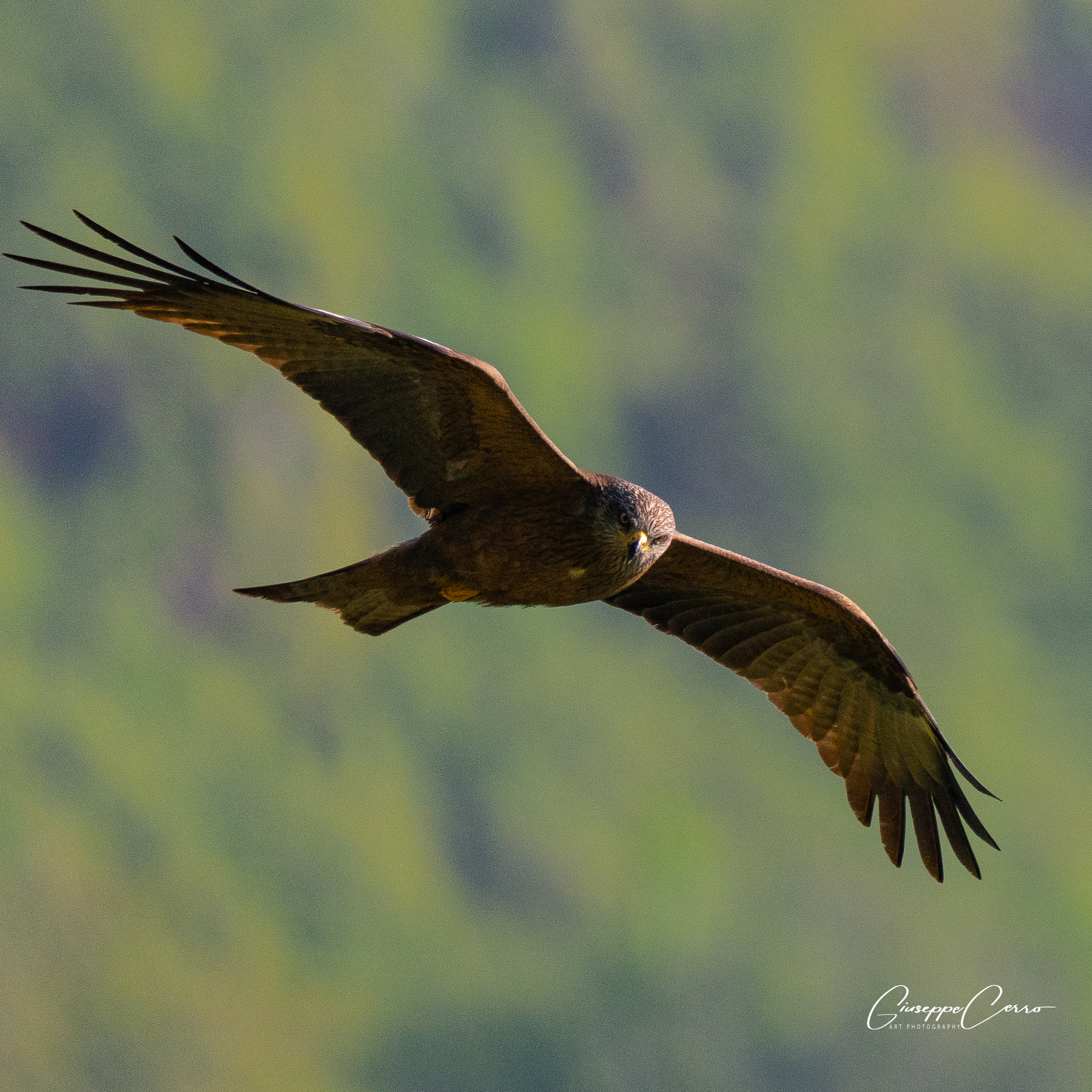 Poiana in flight ISO1000 - 600mm - Sony ILCE7M2