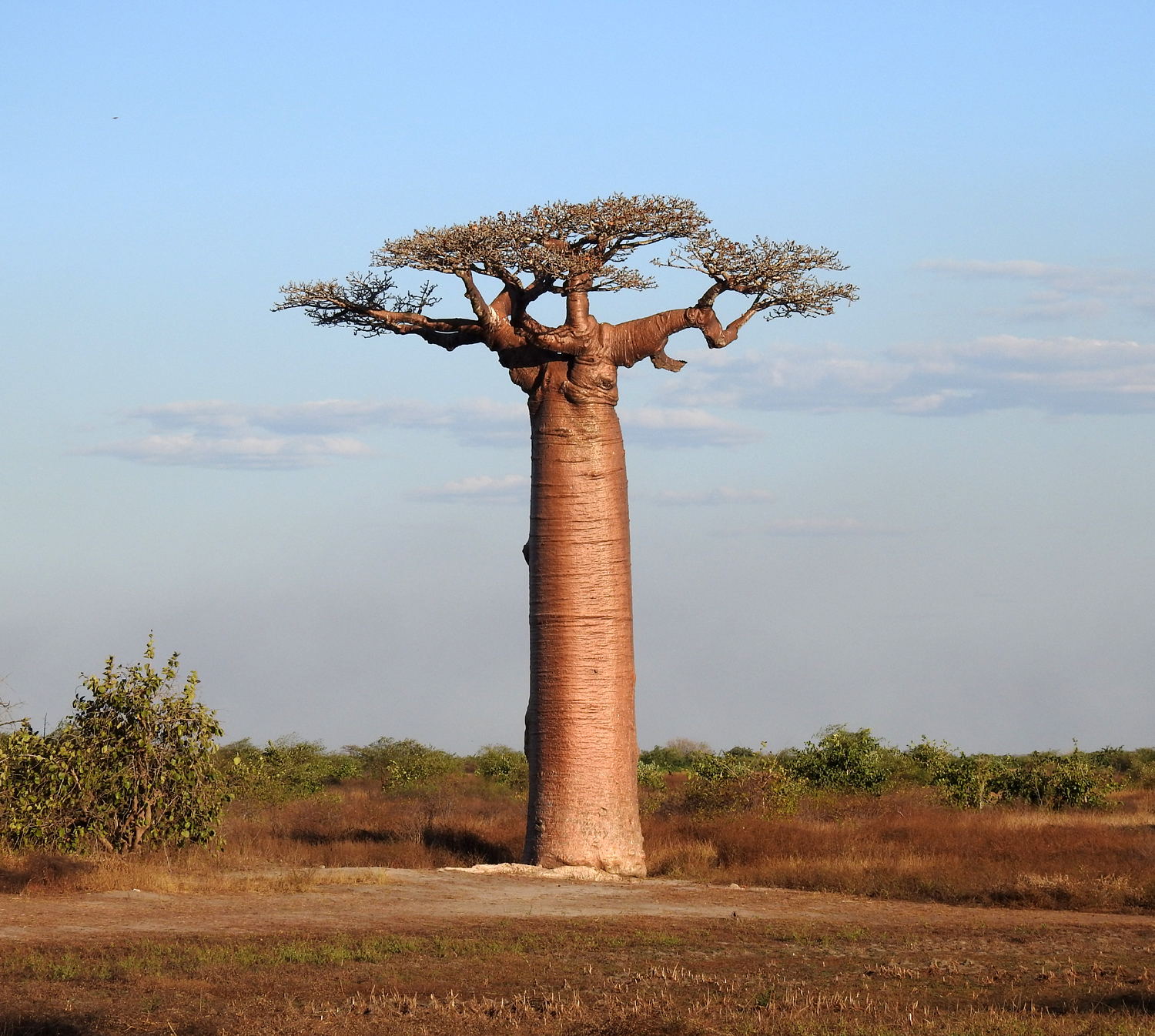 17-07-2019 Avenue of the Baobabs, Morondava 2