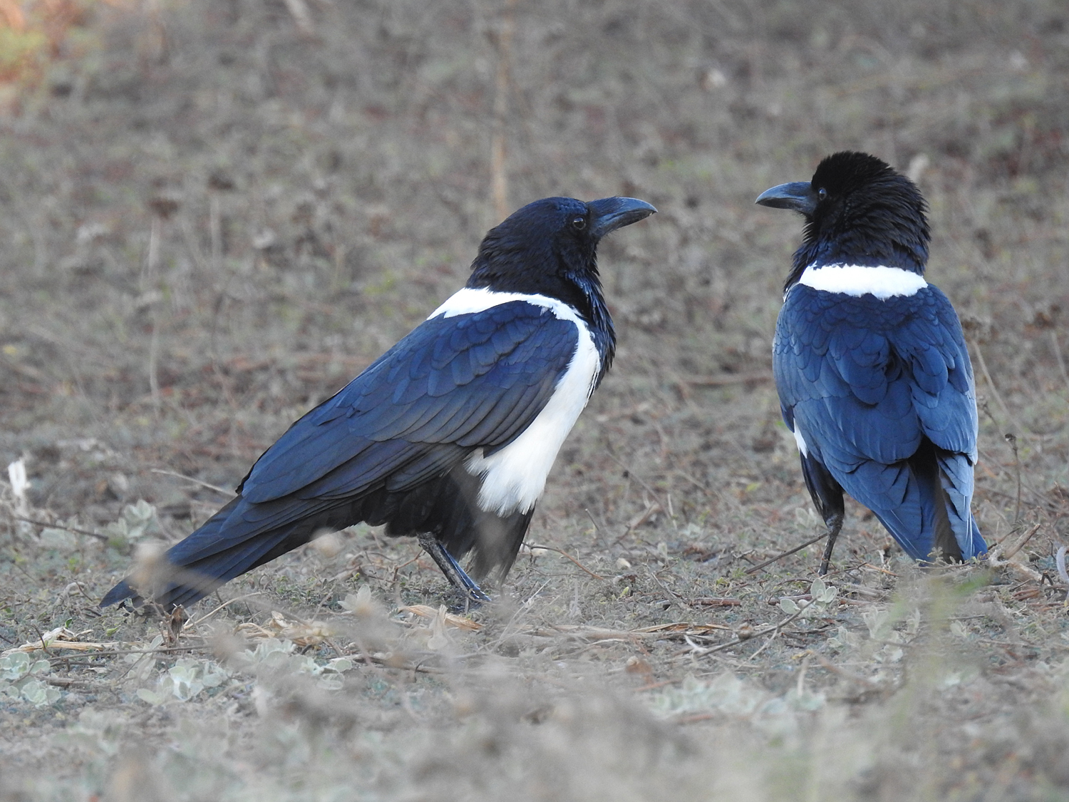 17-07-2019 Pied crows