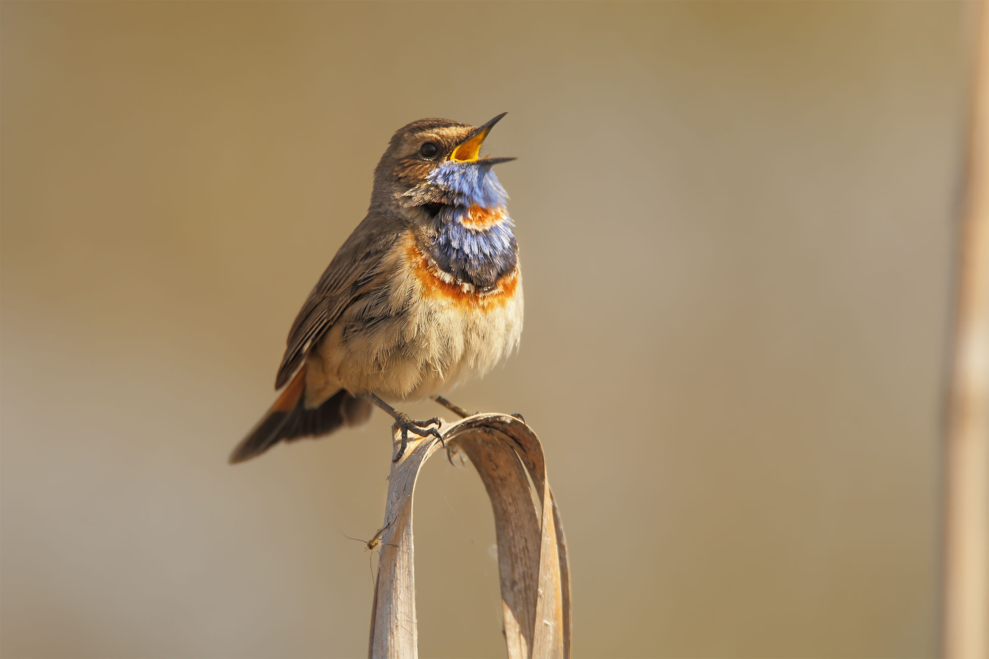 La gola blu (Luscinia svecica)