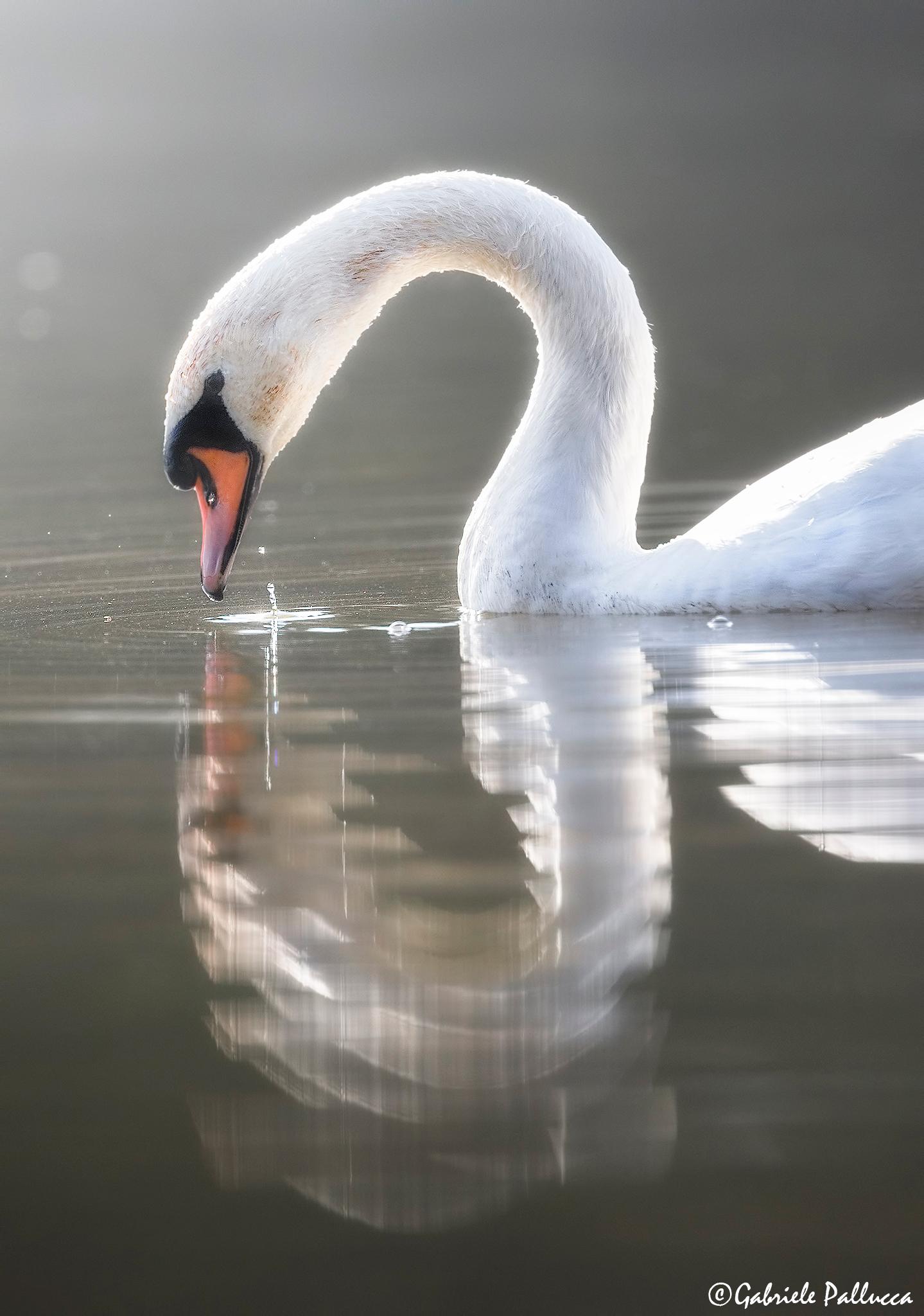 The most beautiful of the realm