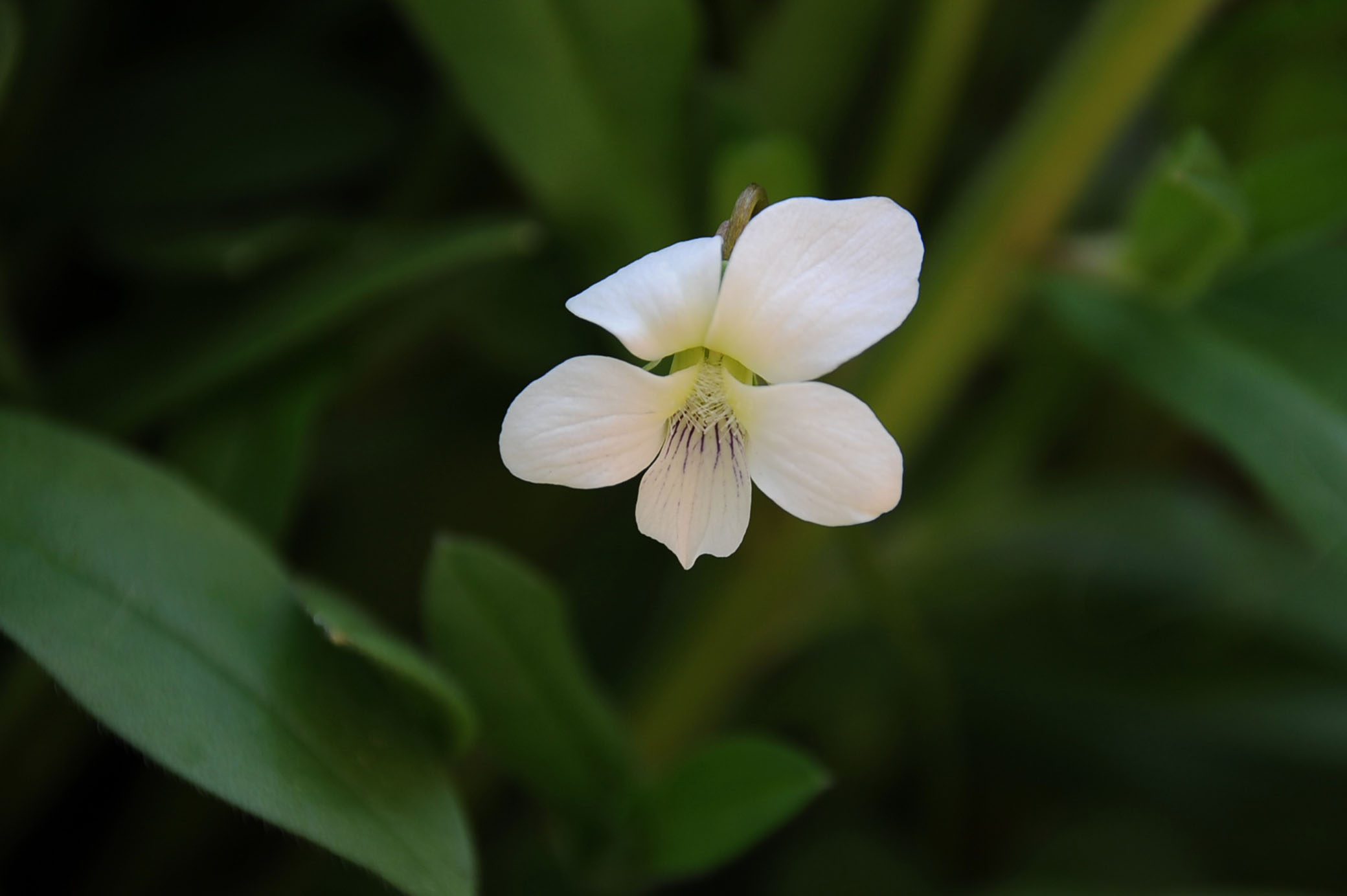 Semplice violetta bianca