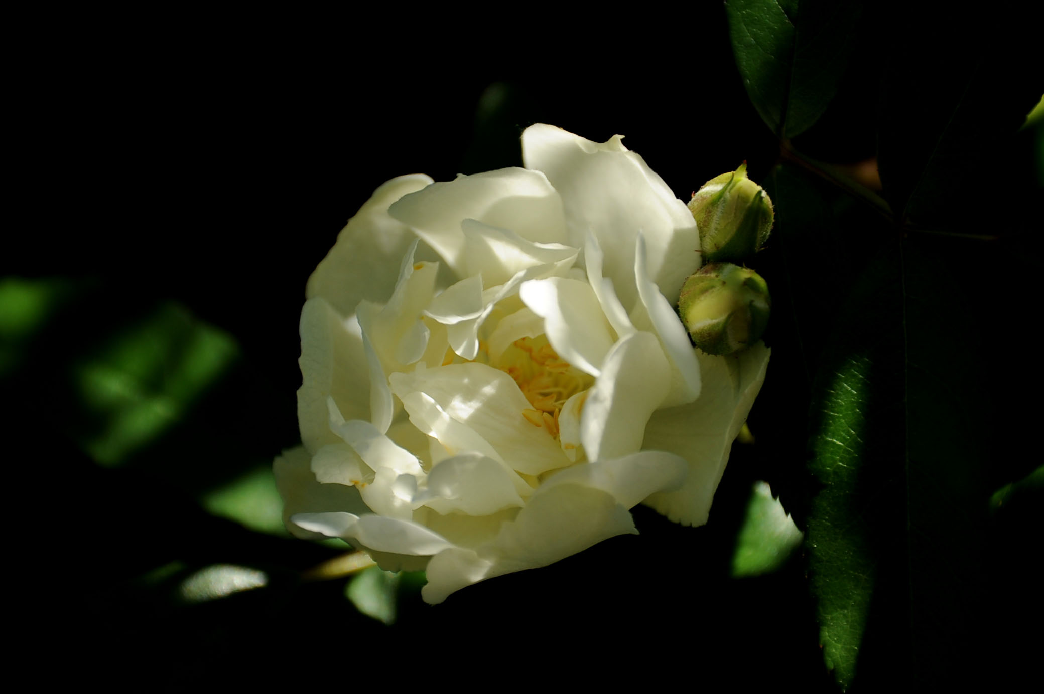 White Roselline