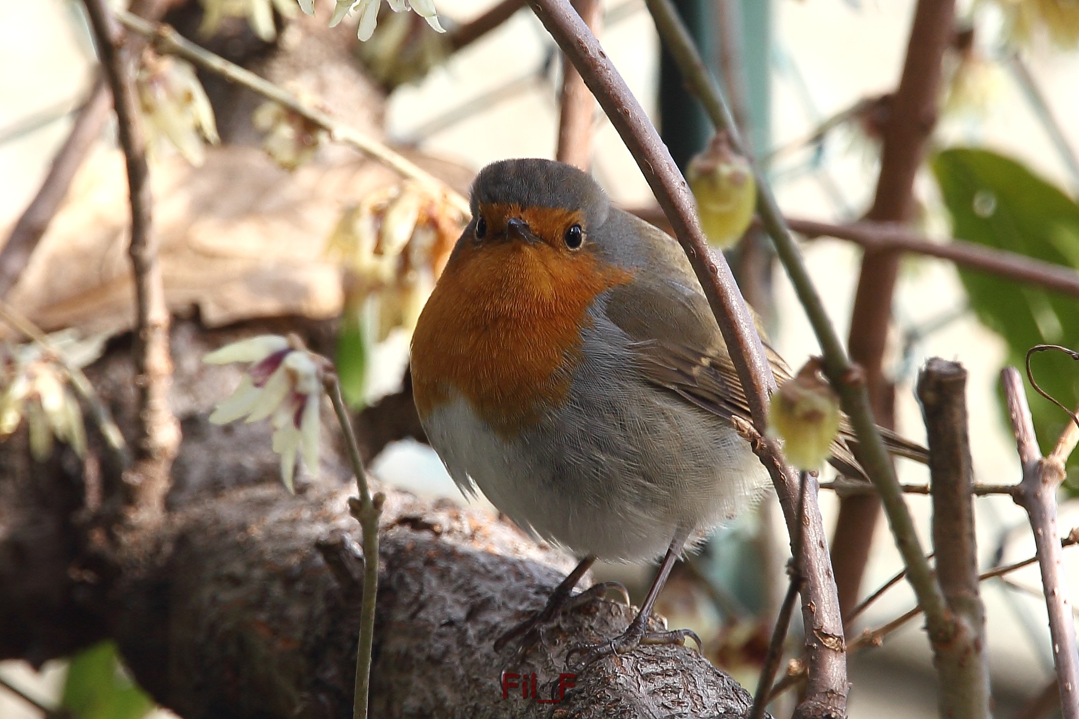 Robin in the garden
