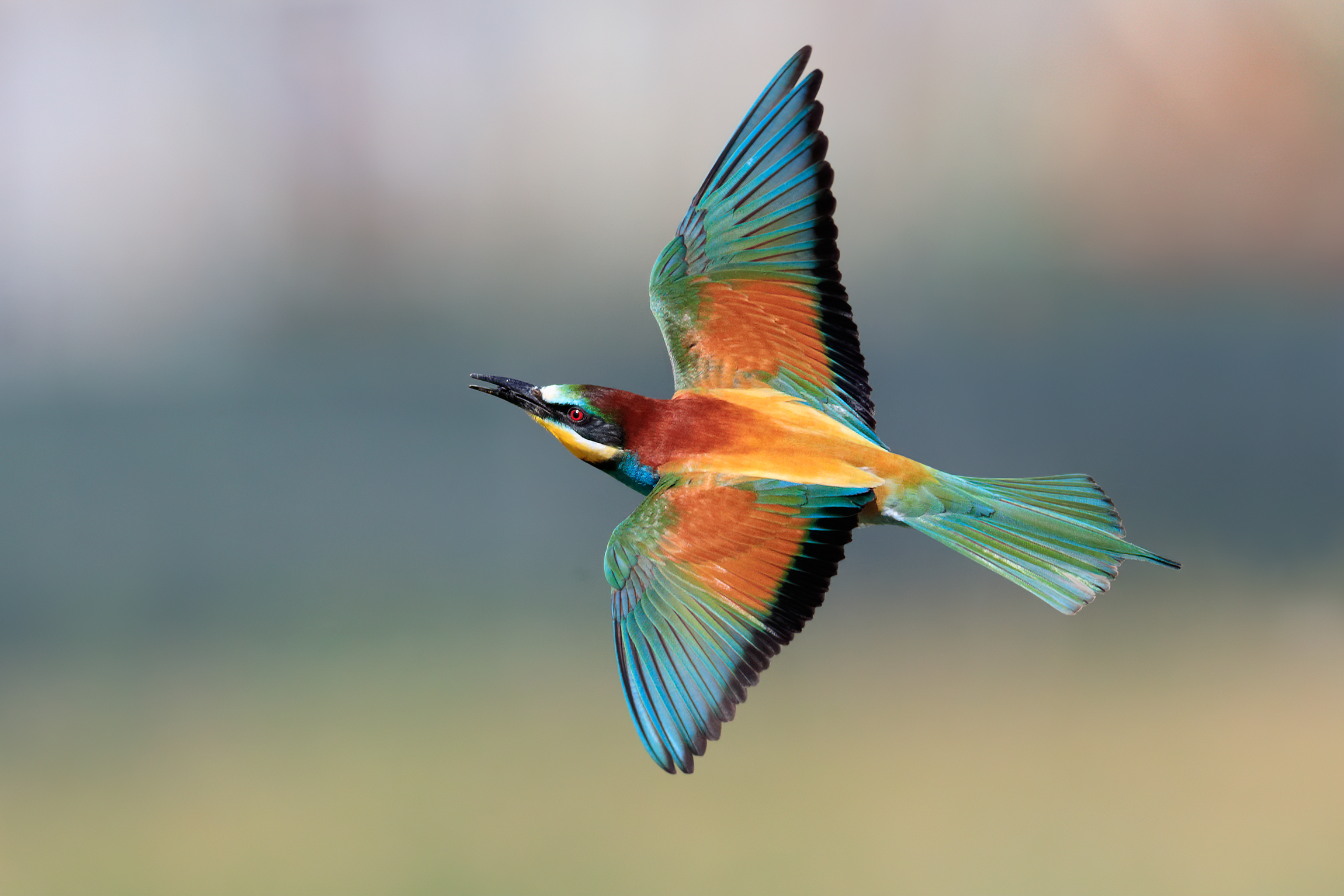 Bee-eater