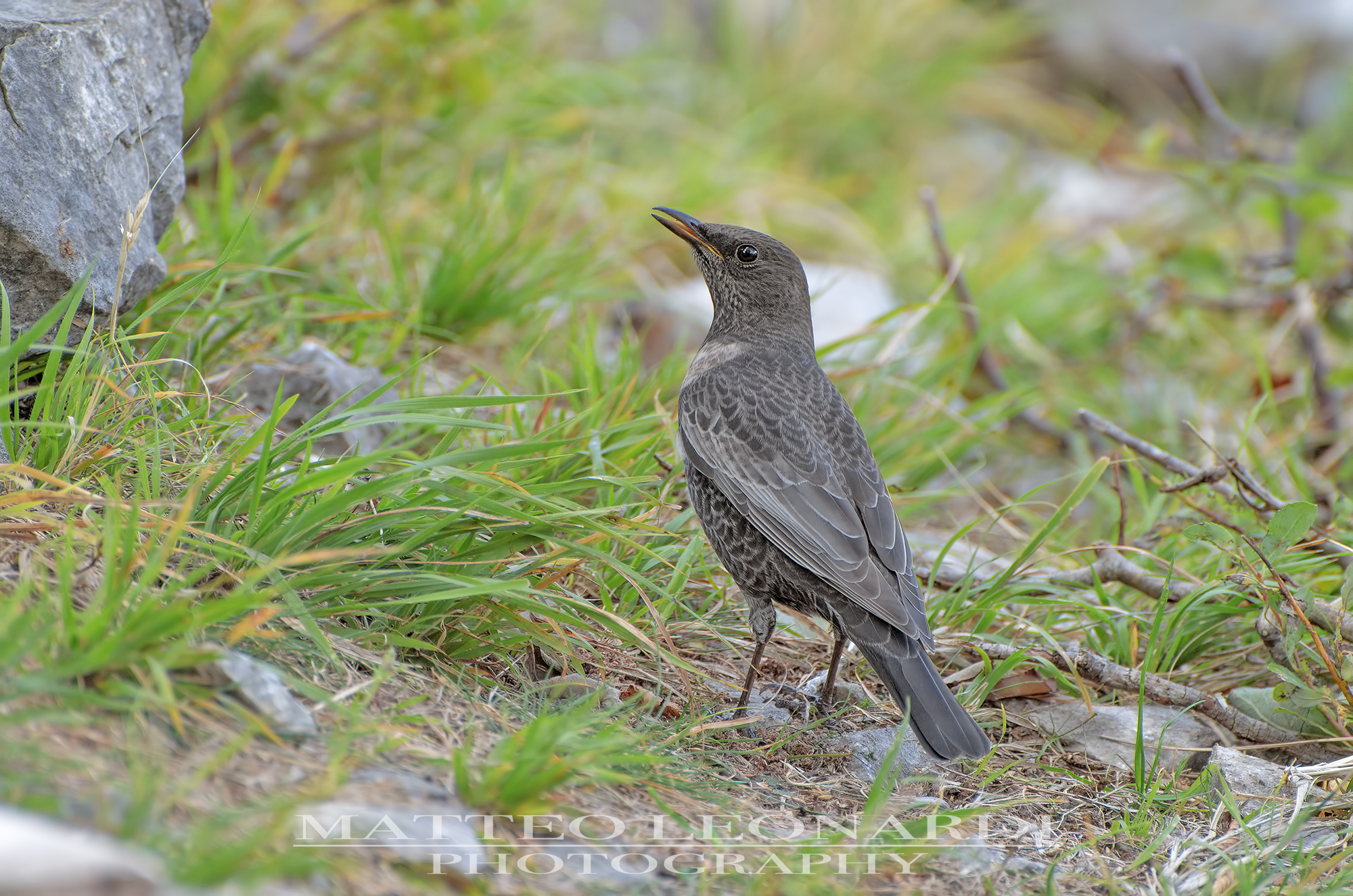 Blackbird from collar - Apuane Alps 2015