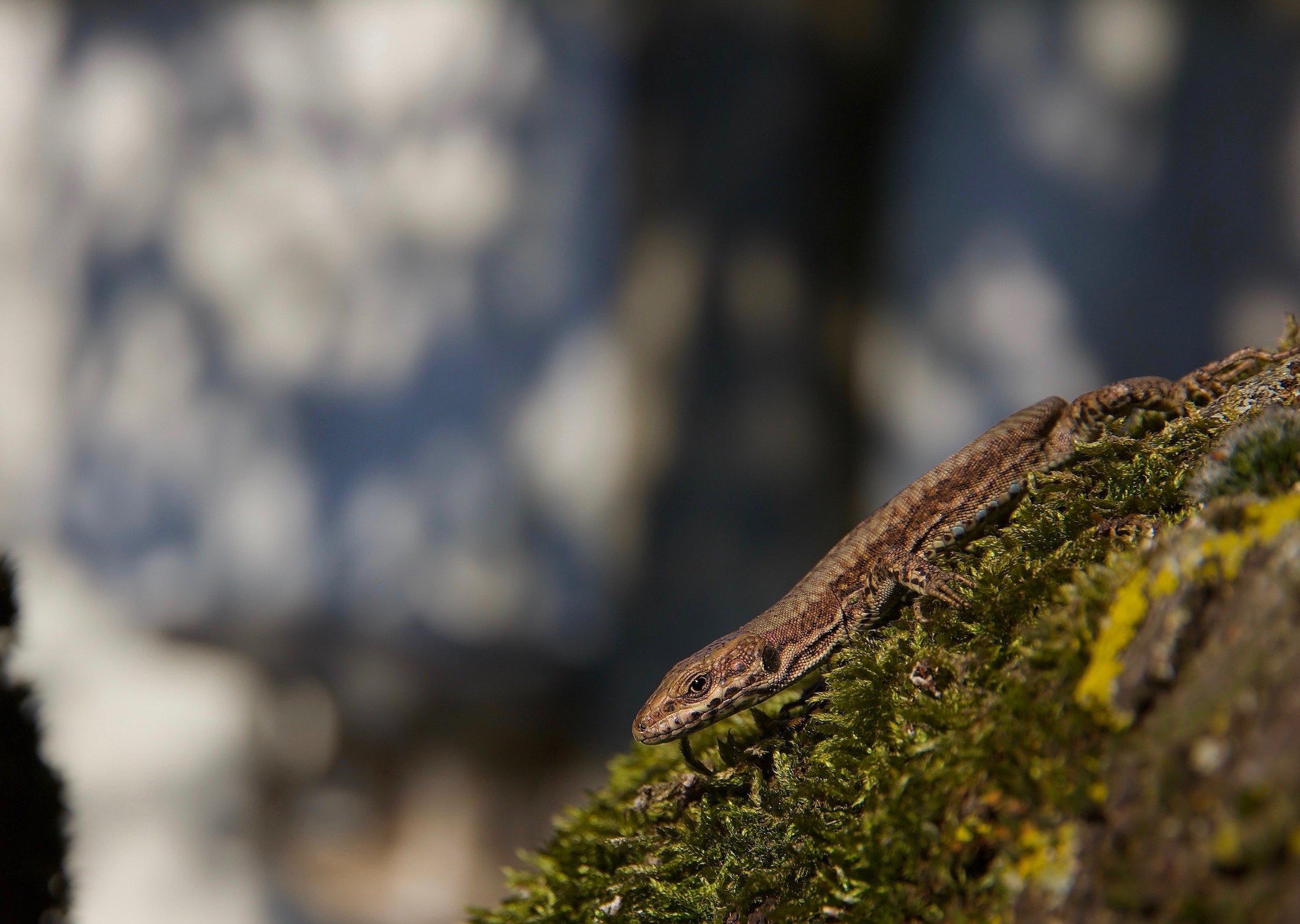 Lucertola muraiola