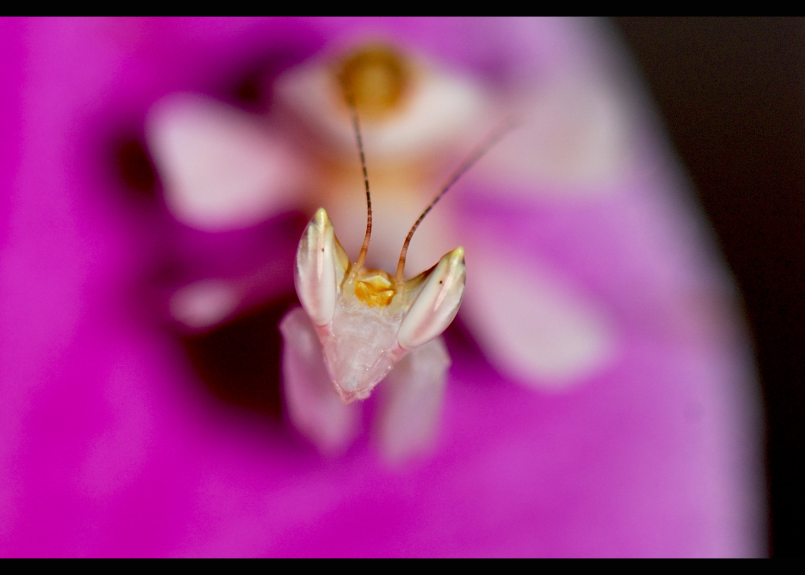 Manti delle orchidee ( Hymenopus Coronatus )