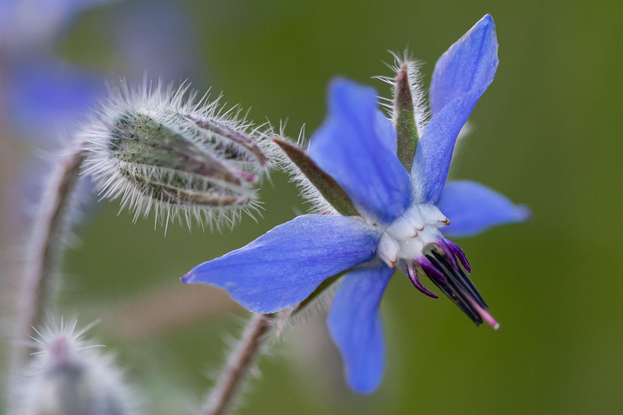 Borage