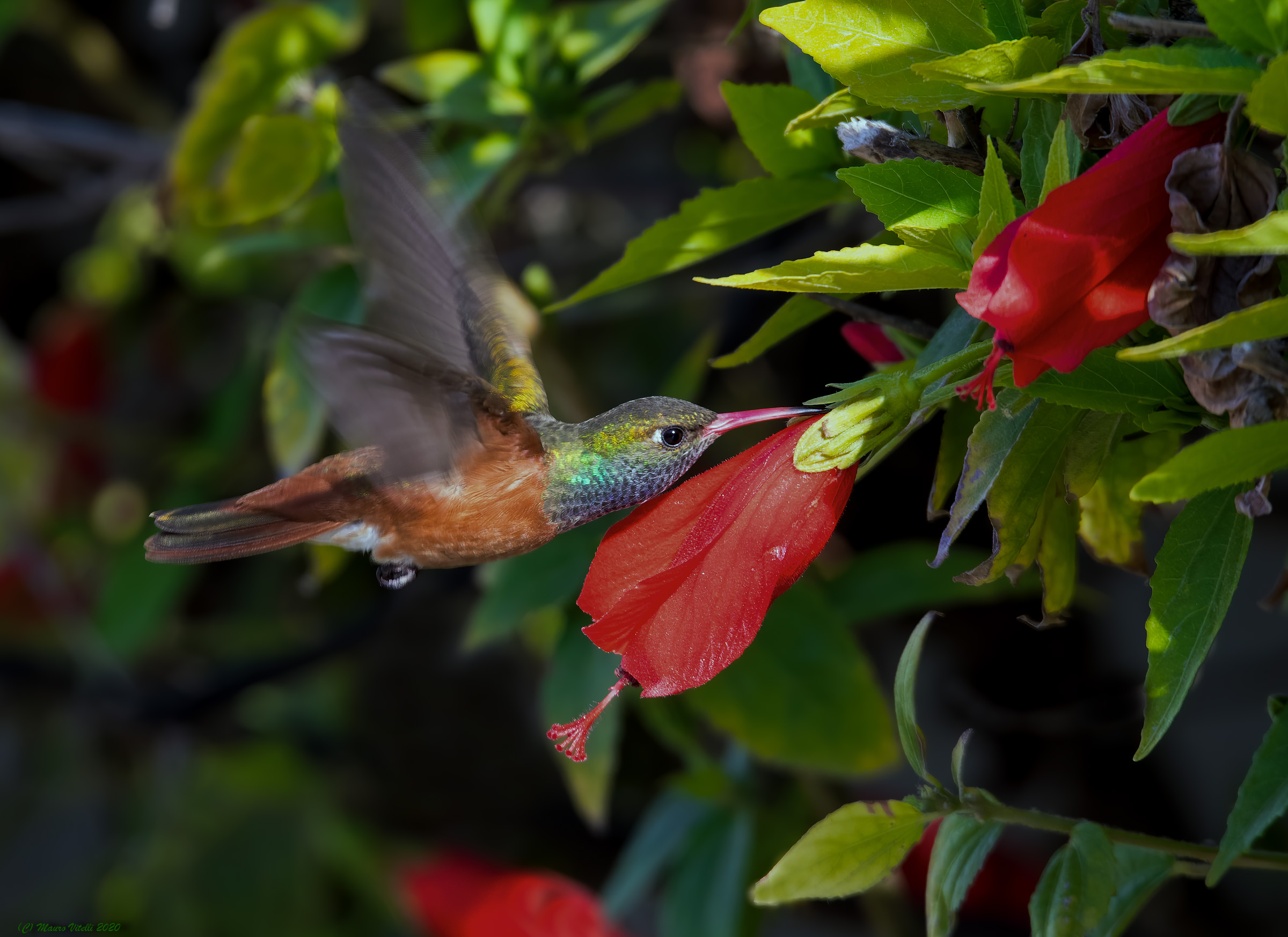 Hummingbird (Amazilia amazilia) Paracas National Reserve
