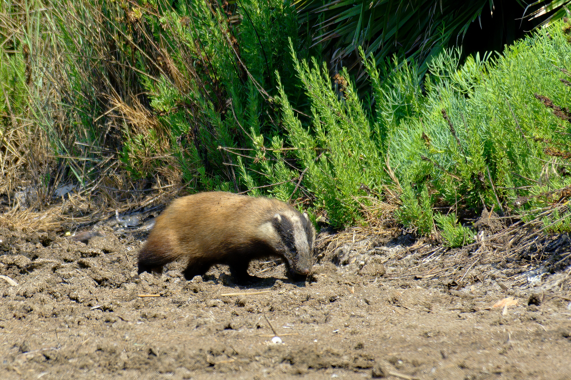 Common rate (Meles meles)