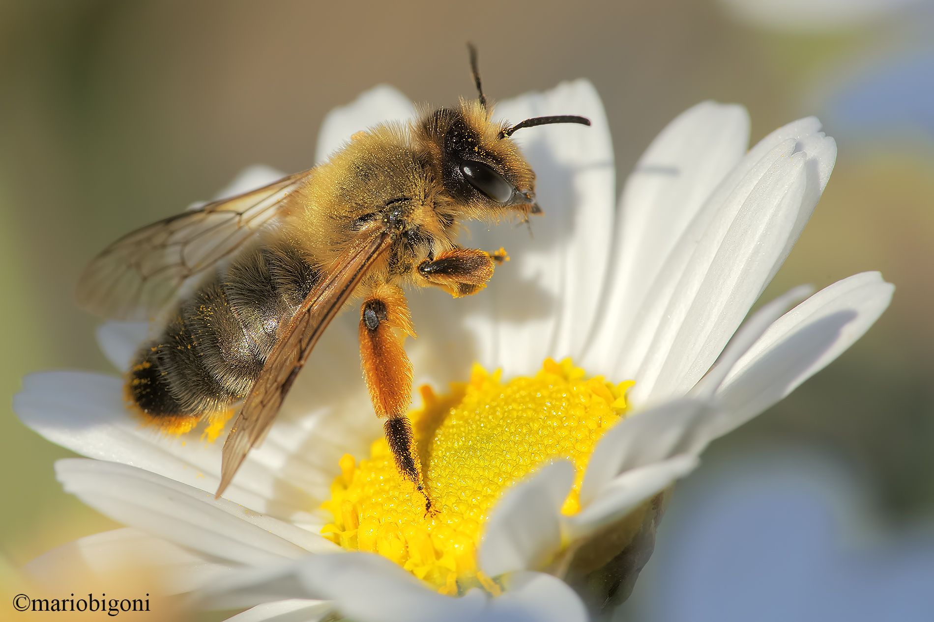Bee on daisy