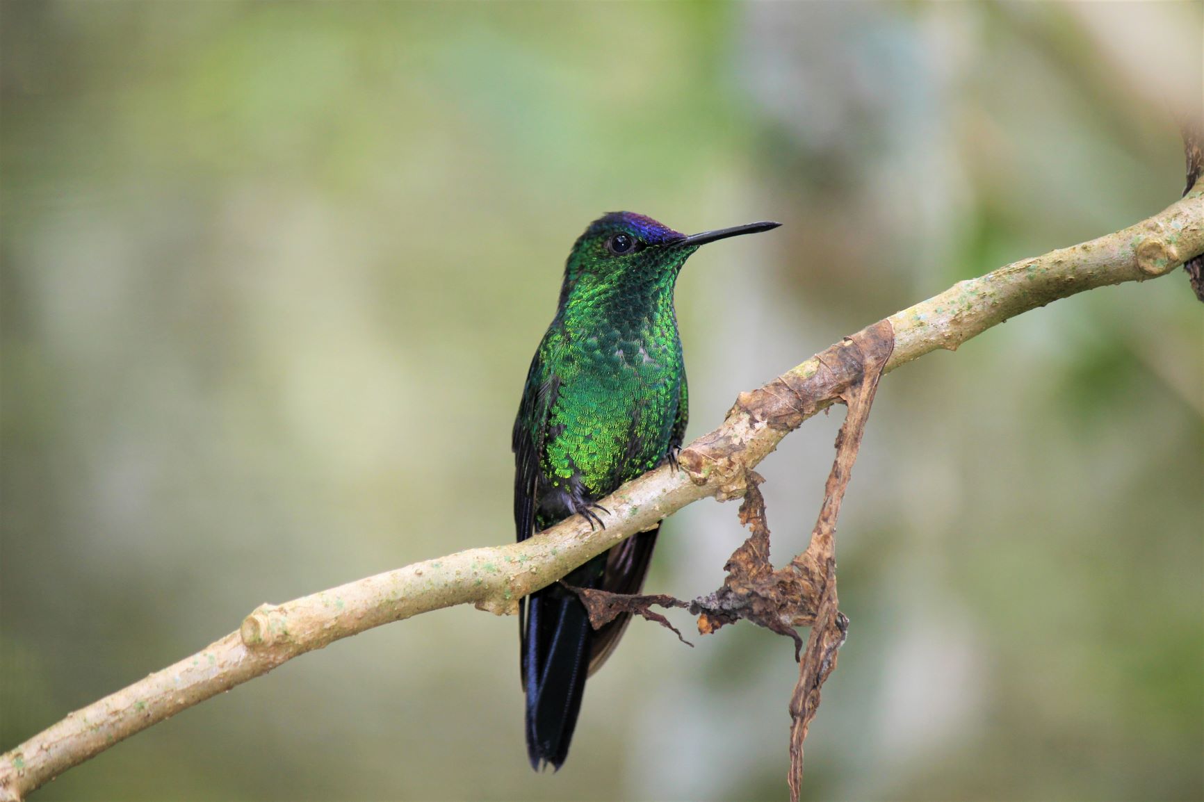 I gioielli della Foresta-driade capoviola