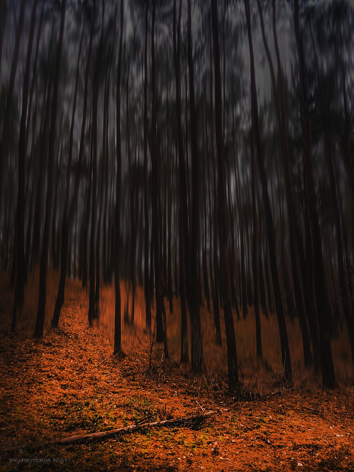 The Forest of Lithuania