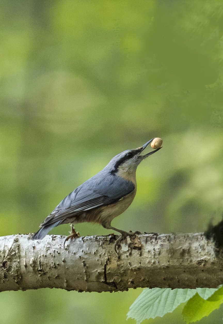 Woodpecker in grip