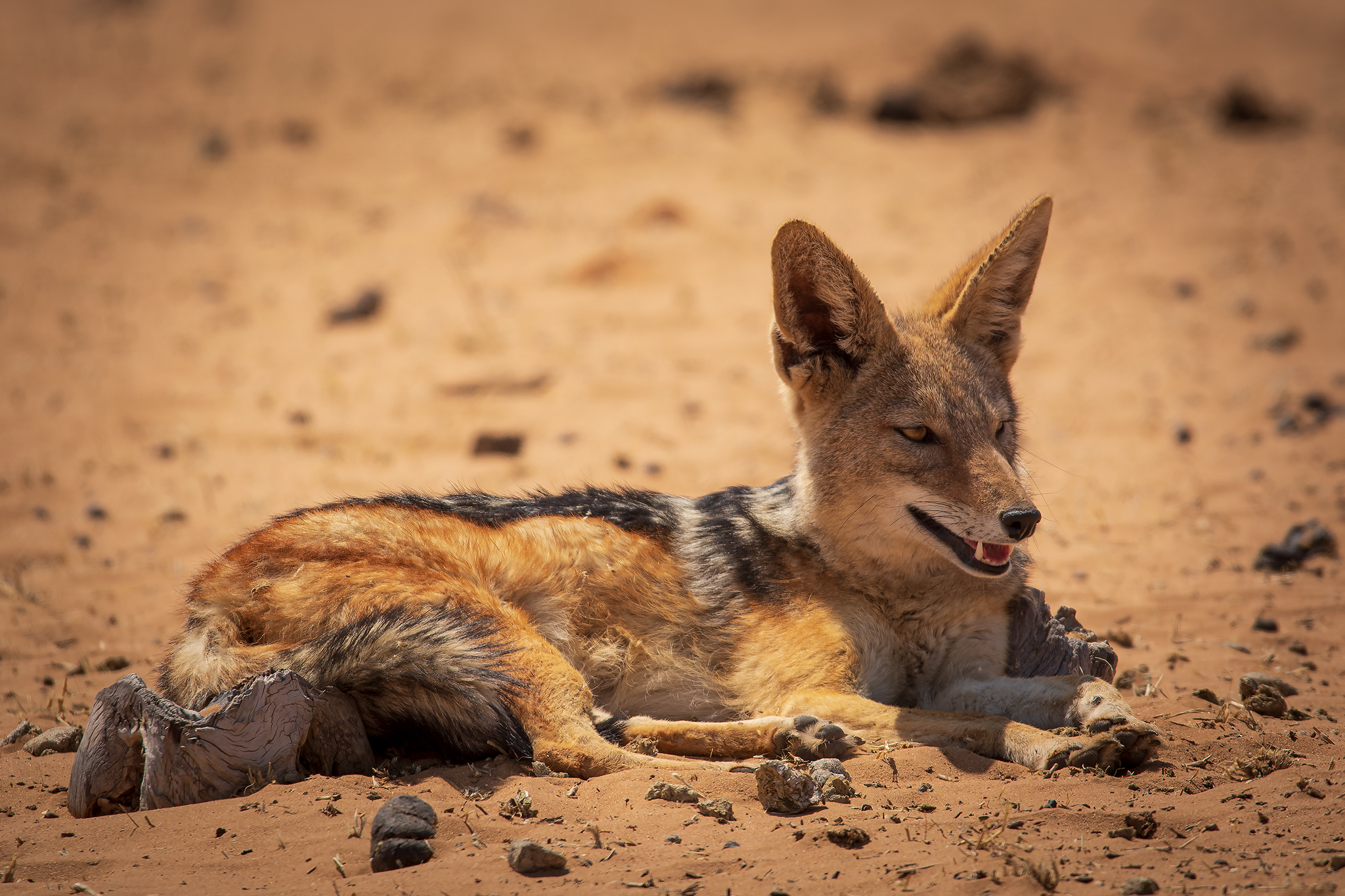 Jackal