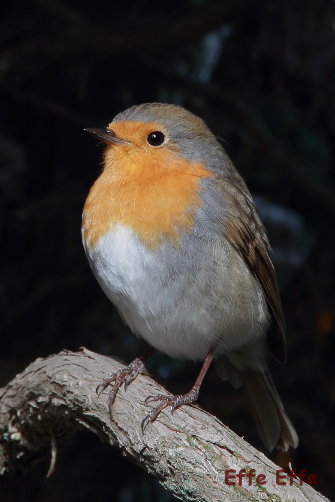 Robin in the garden
