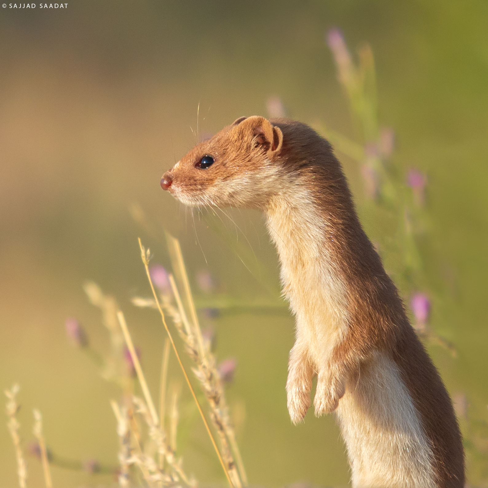 Least Weasel
