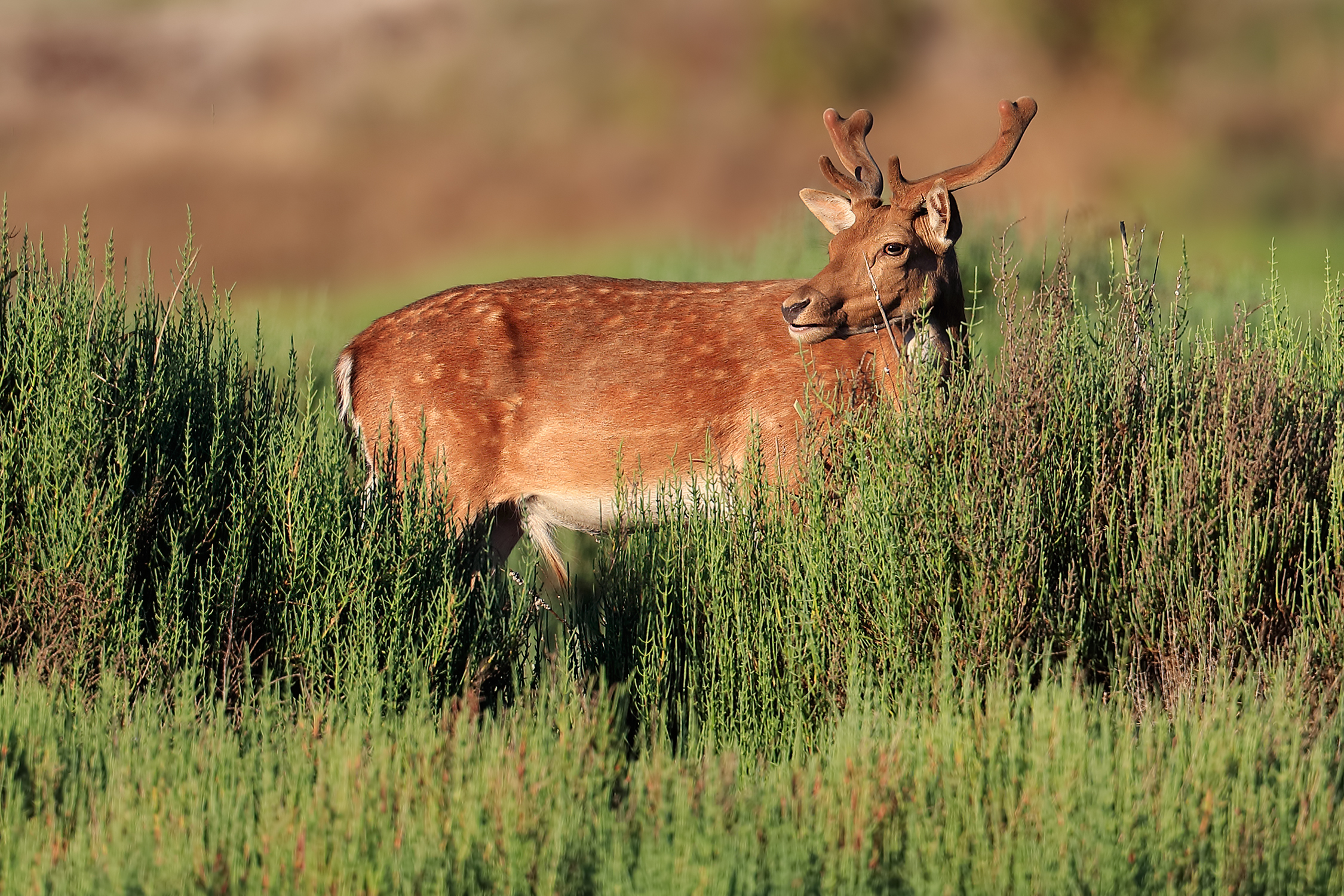 Male deer in velvet