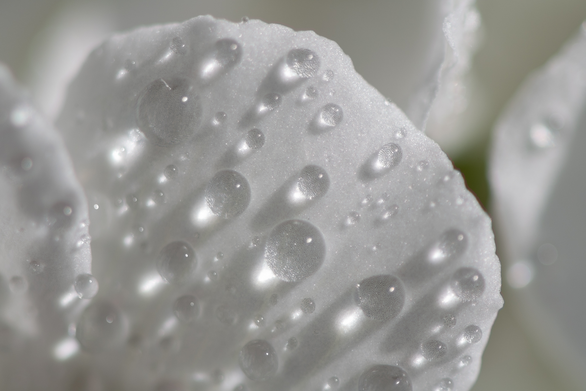 White Drops