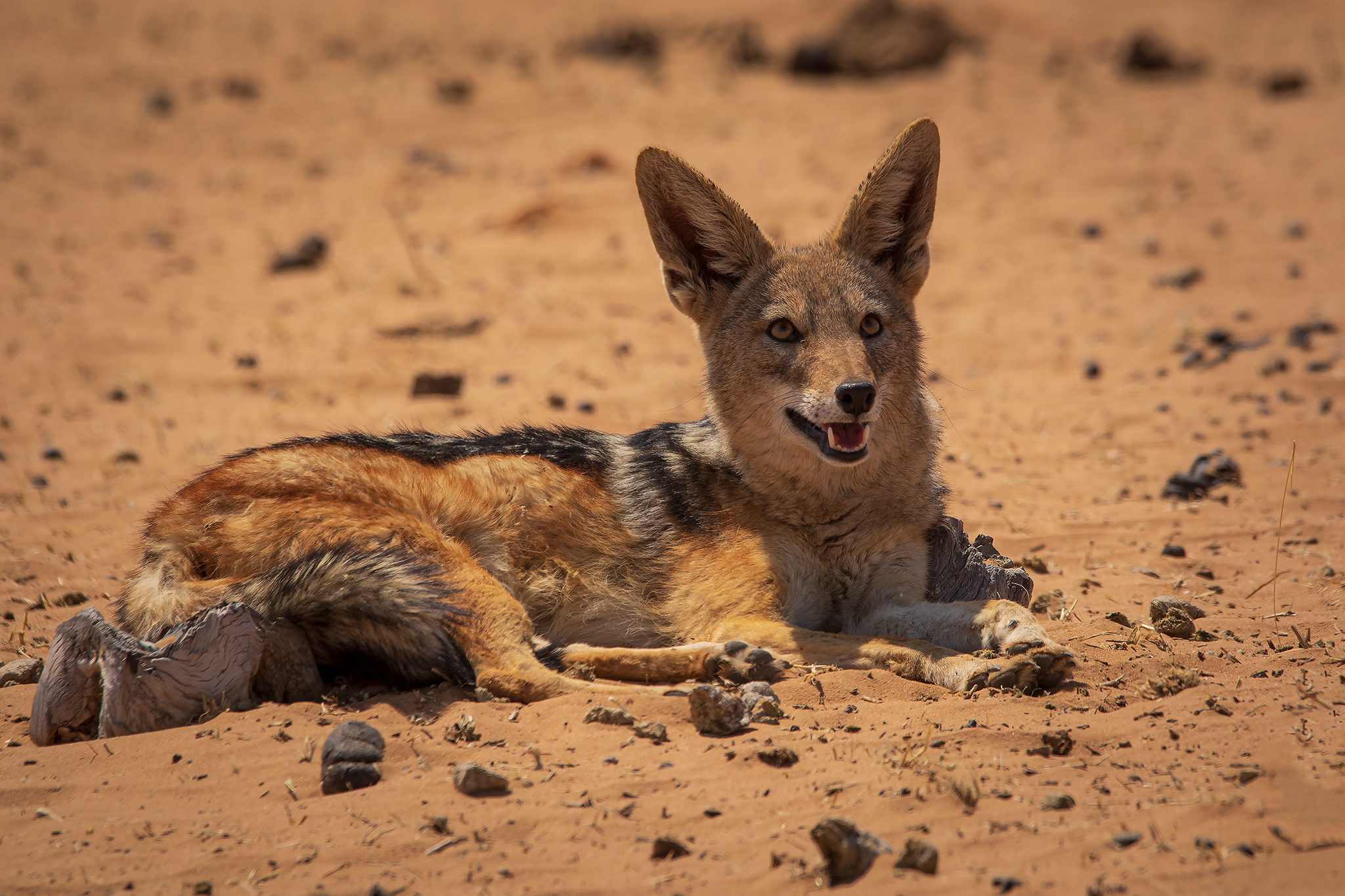 Jackal