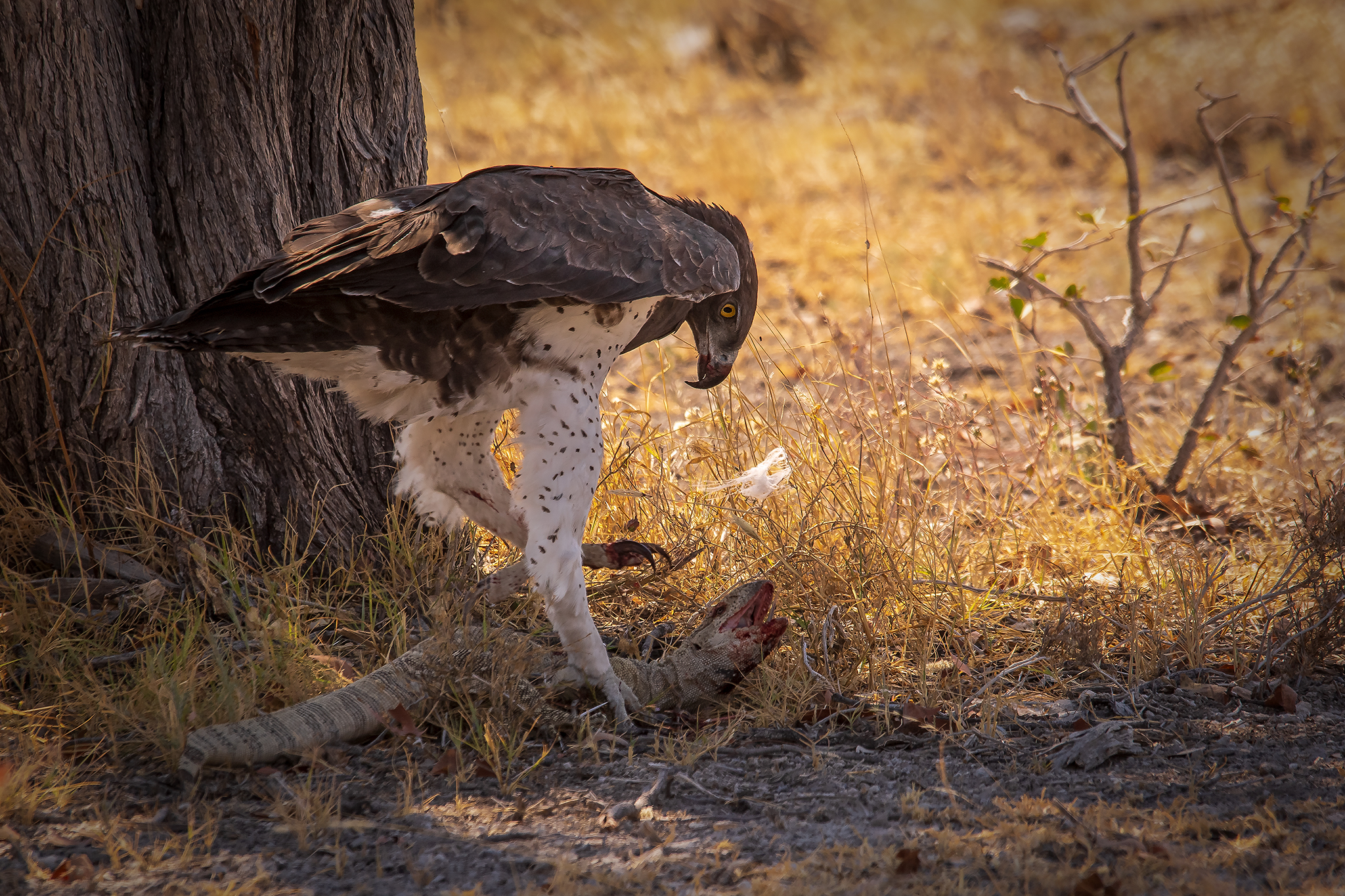Martial Eagle fight with Varanus