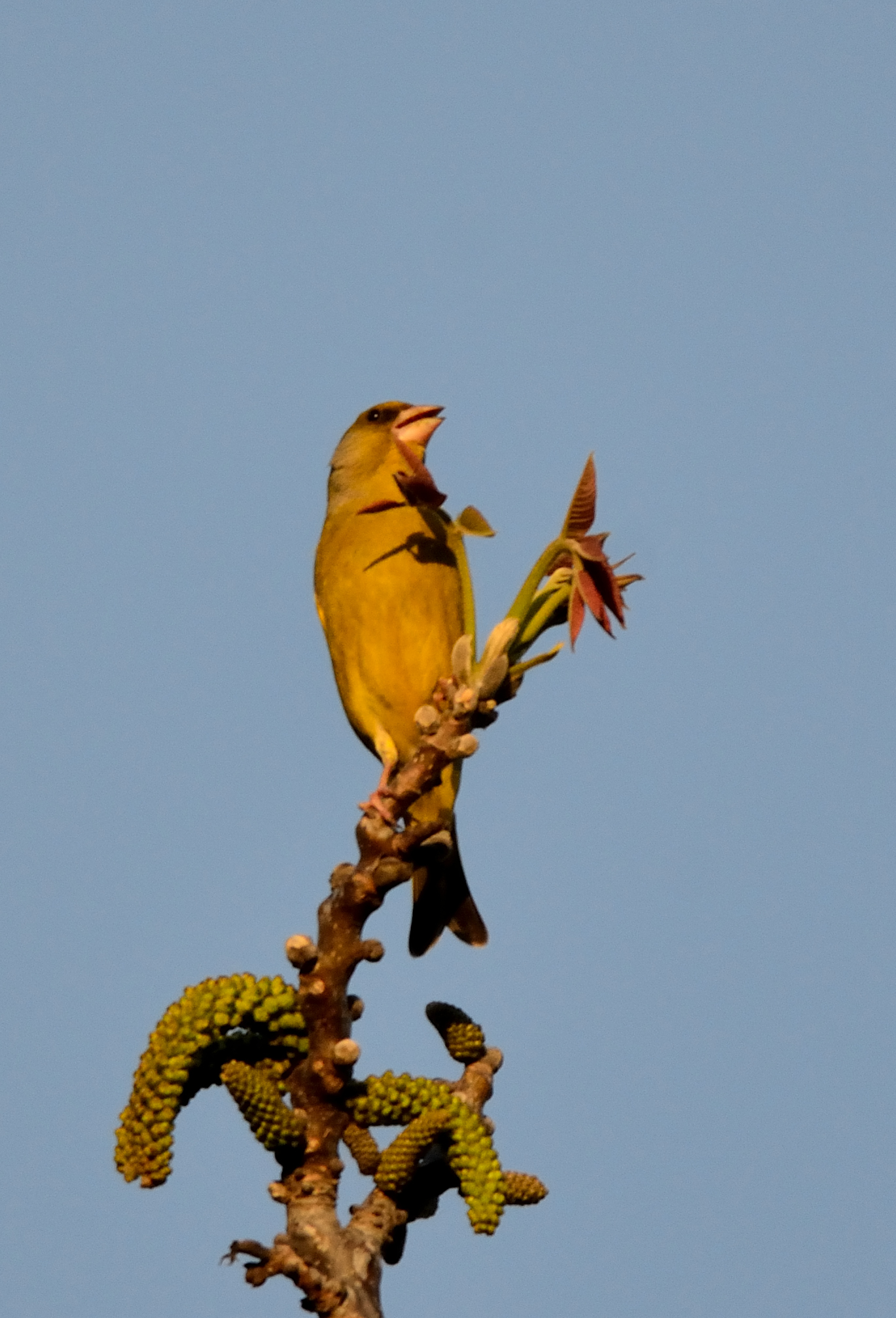 the impetuous Verdone