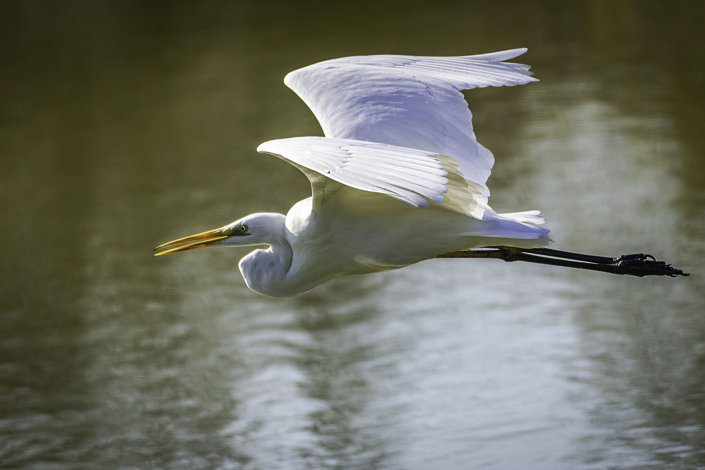 Airone bianco in volo