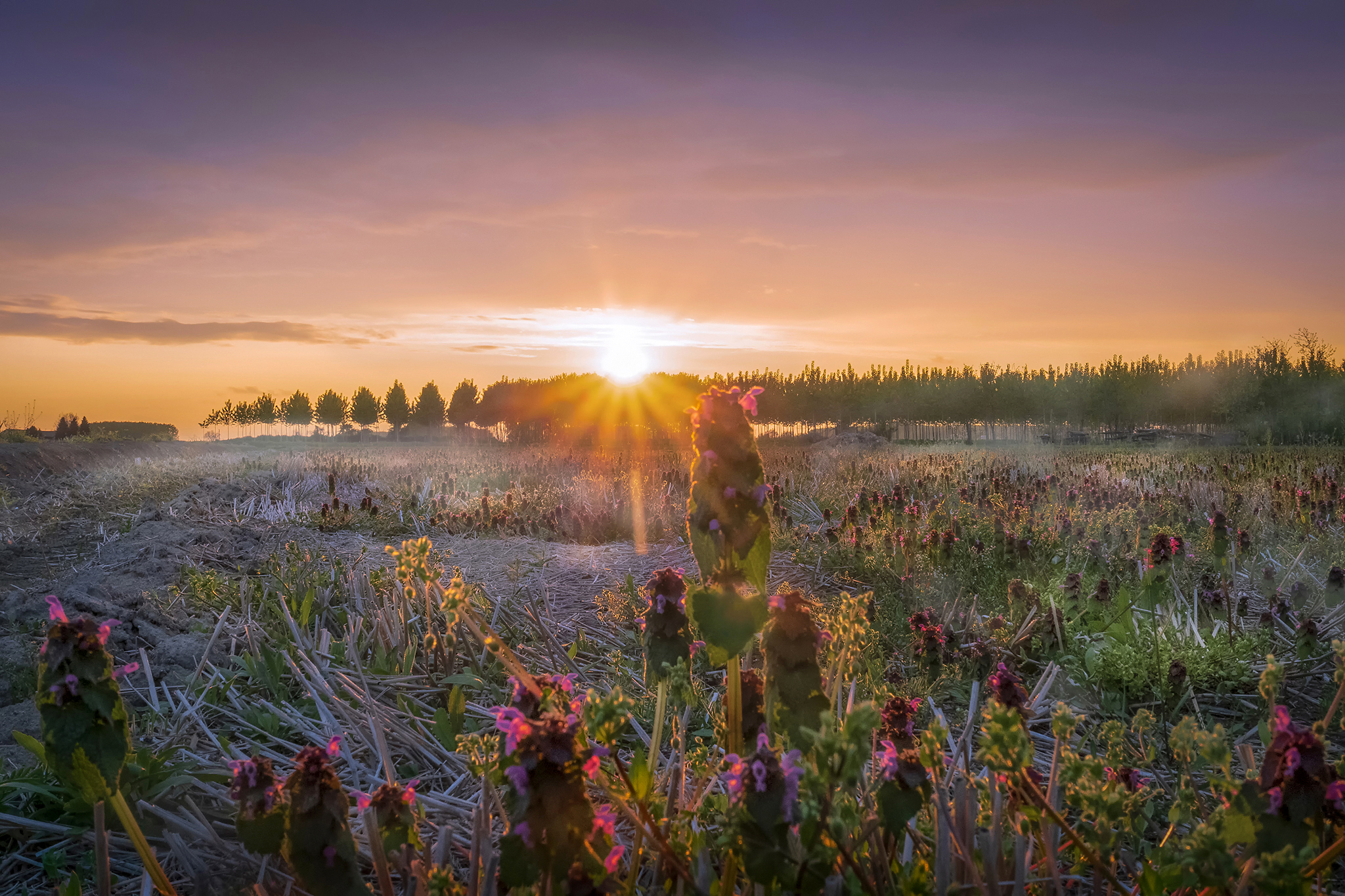 Quando fiorisce l'ortica selvatica