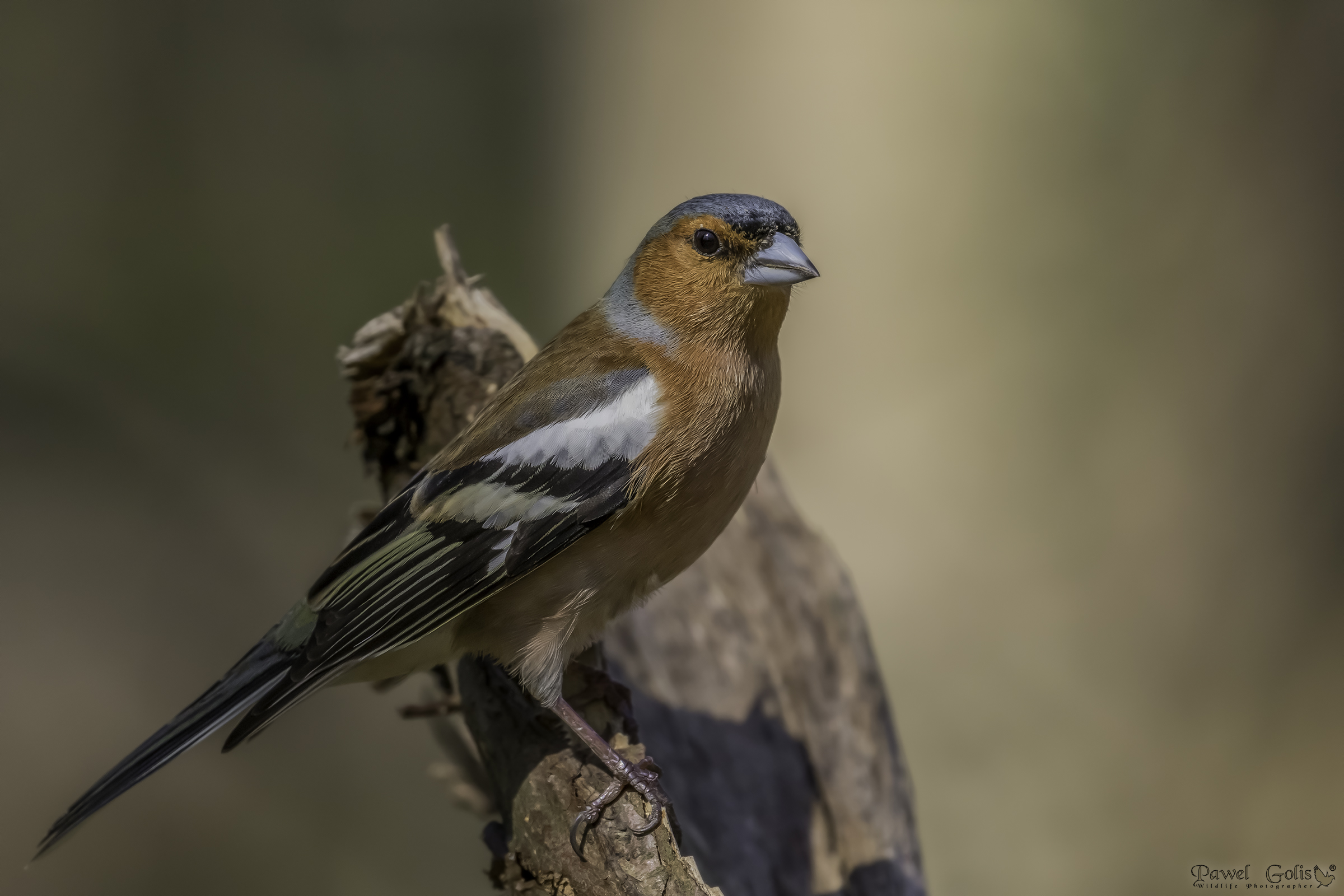 Chaffinch comune (Fringilla coelebs)