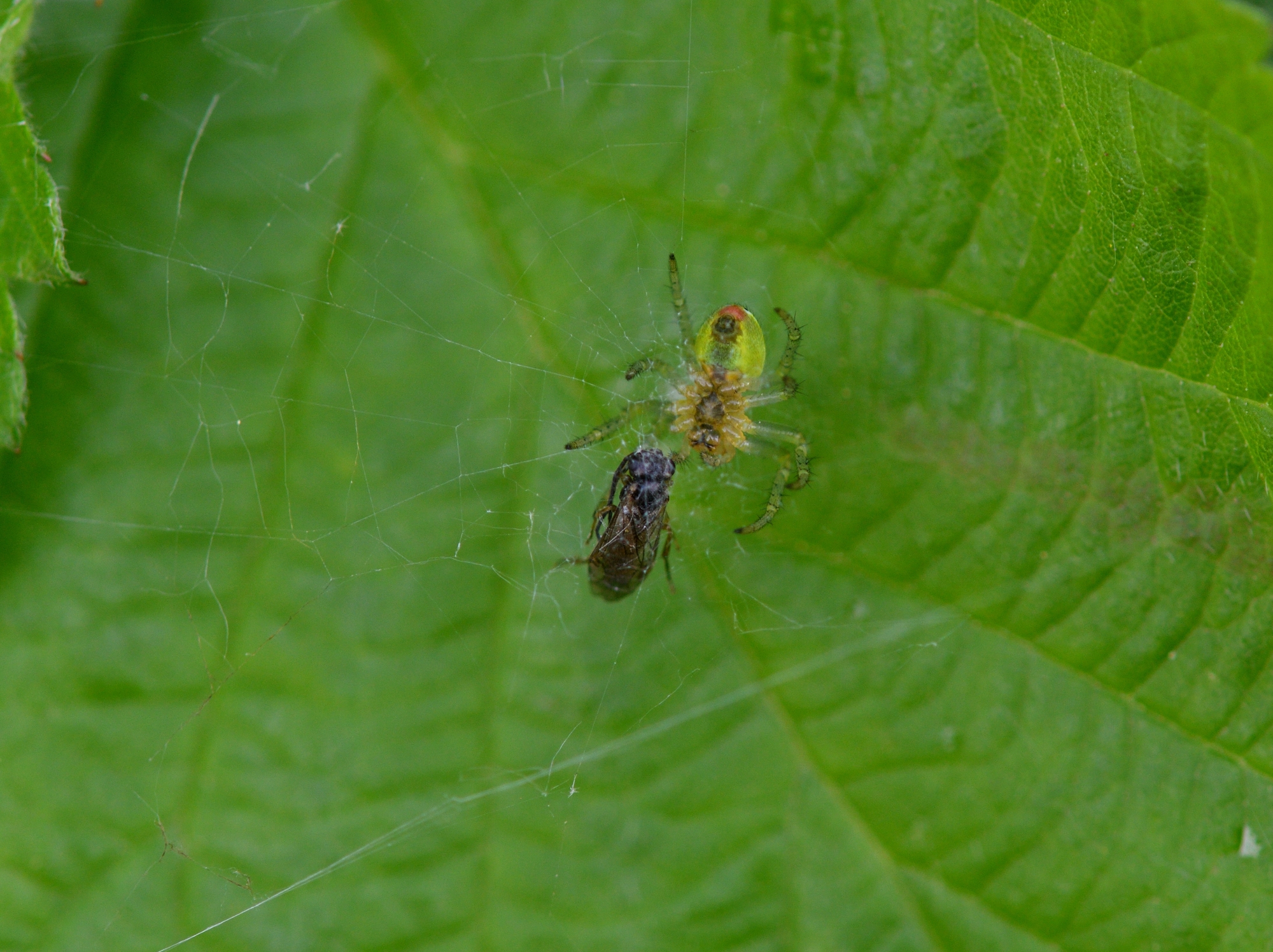 vita e morte nel microcosmo...