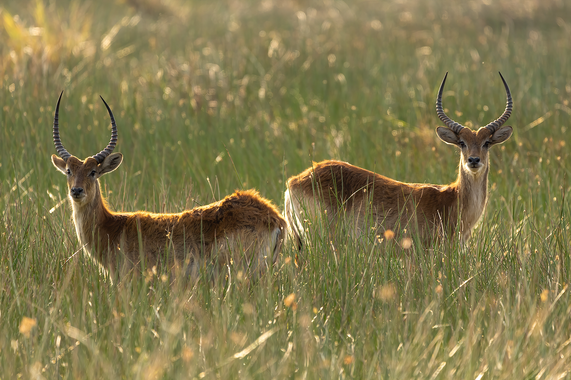oh oh, ci è sembrato di vedere un...